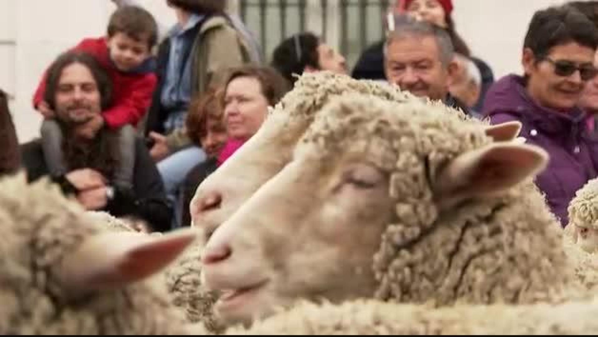Madrid se llena de ovejas para celebrar la fiesta de la Trashumancia