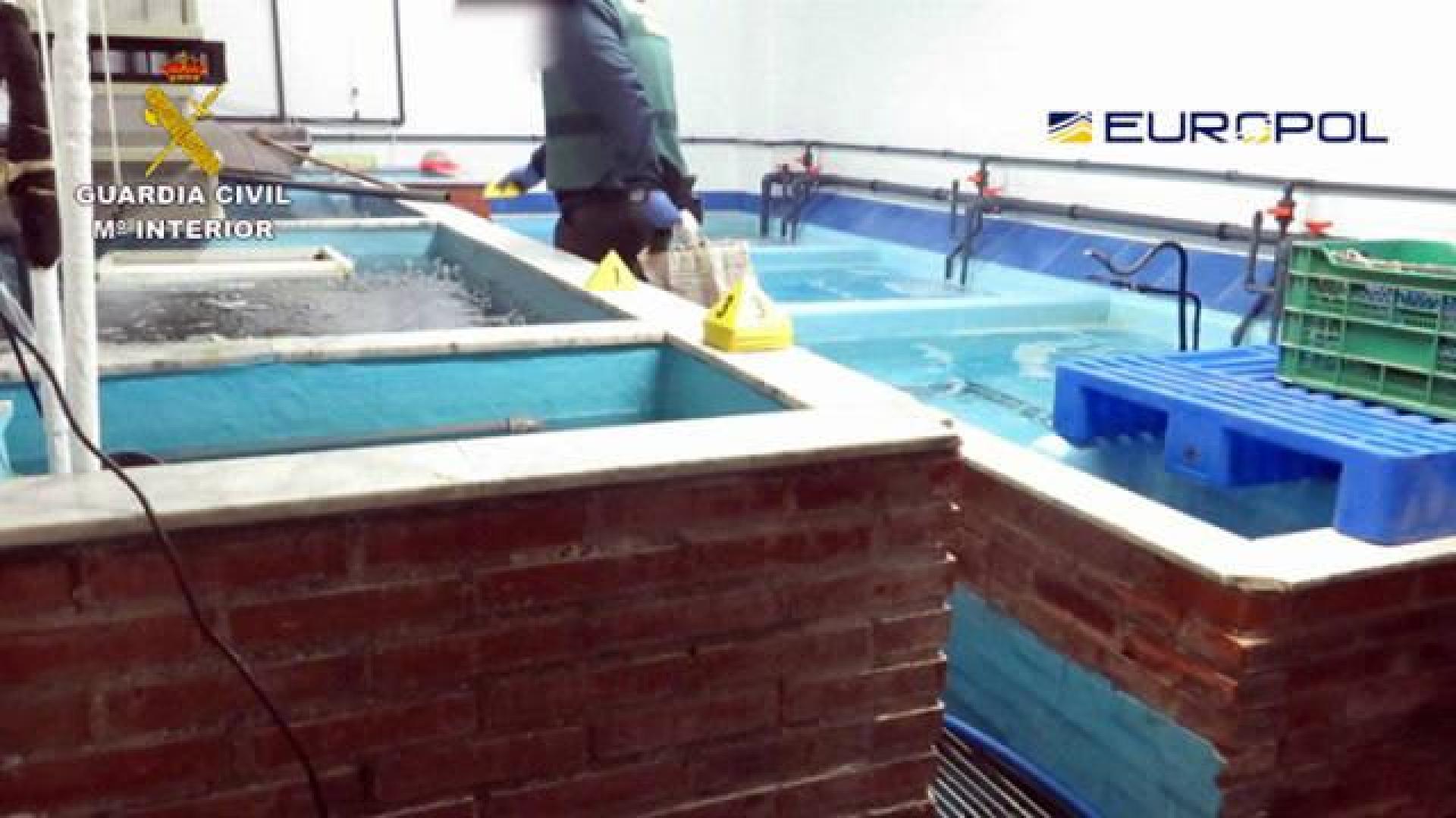 Diez detenidos por tráfico de angulas en Guipúzcoa, Madrid y Asturias