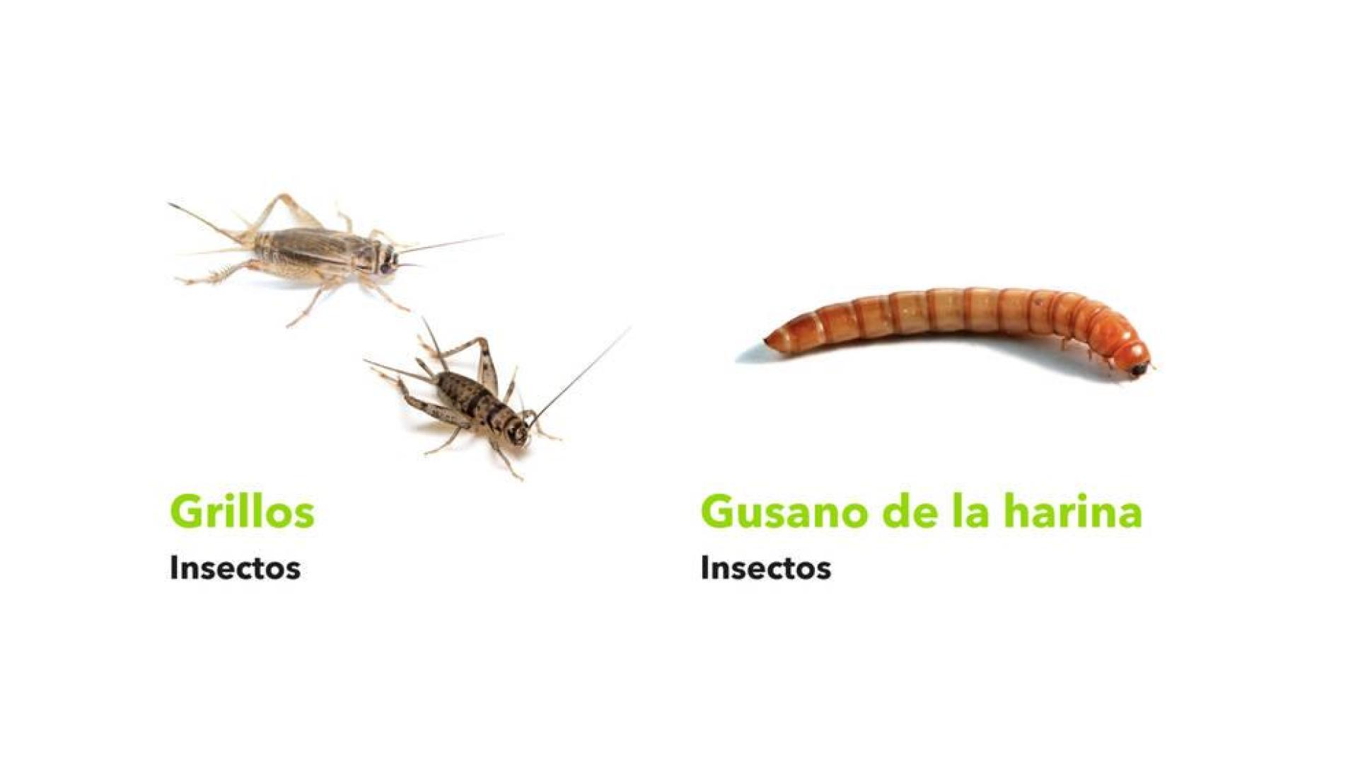 Grillos y un gusano, en una imagen extraída del estudio del CNTA.