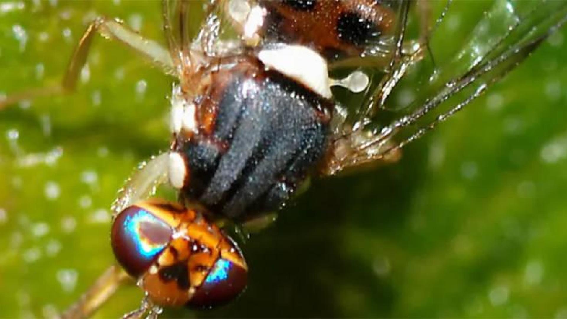 Hemos encontrado a los bichitos que se comen a la mosca que amenaza los olivos