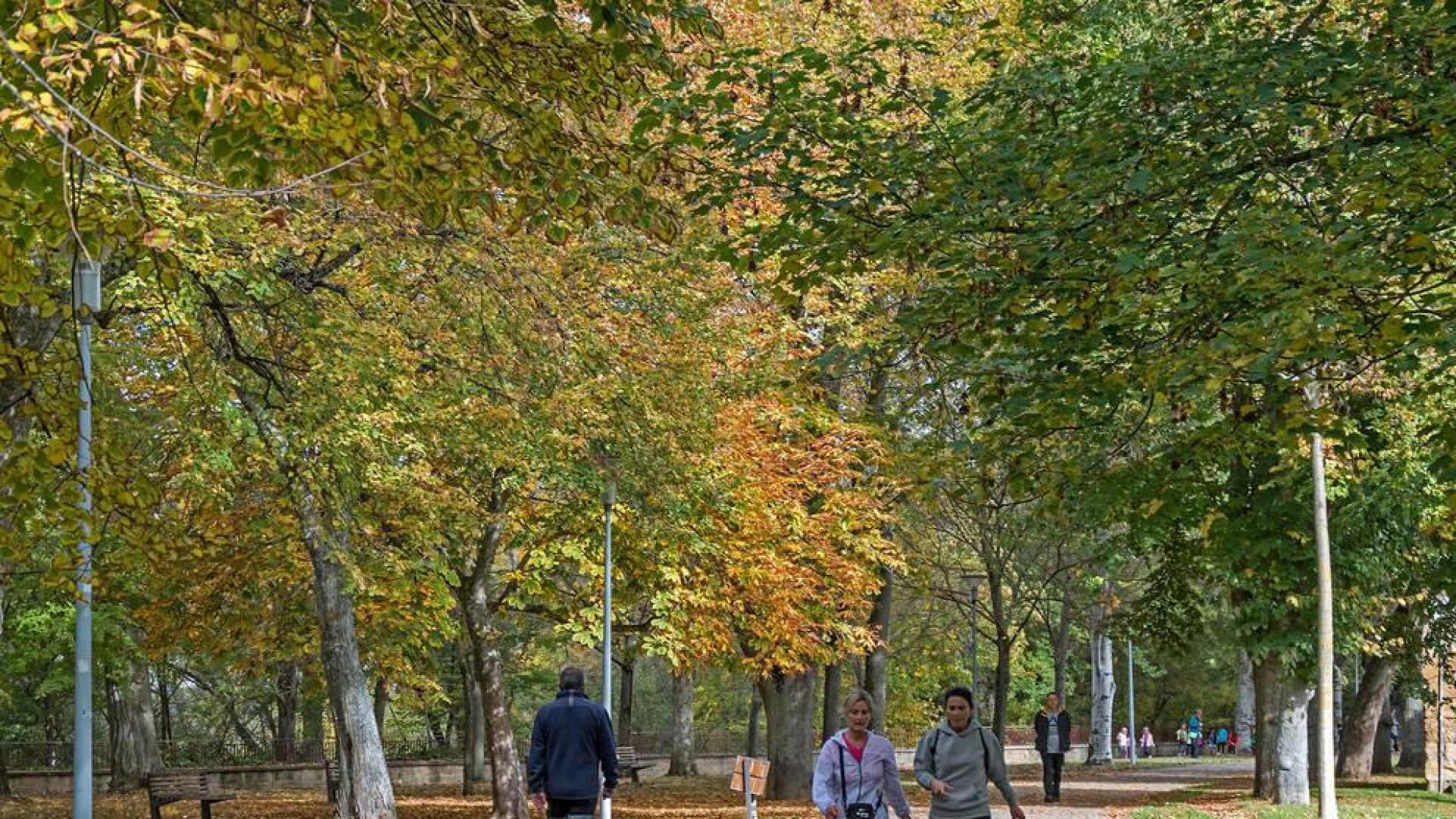 Una tala de urgencia derribará 12 árboles del parque de Los Llanos de Estella