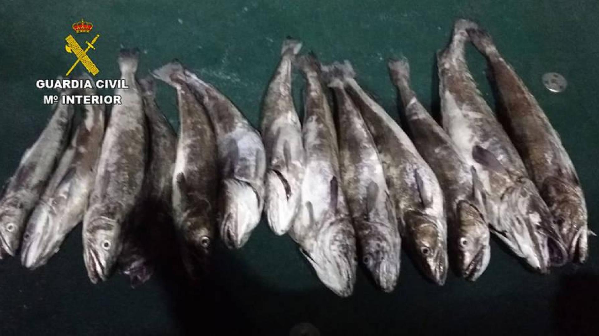 Denuncian a tres pescadores deportivos por pescar 52,800 kilos de merluza