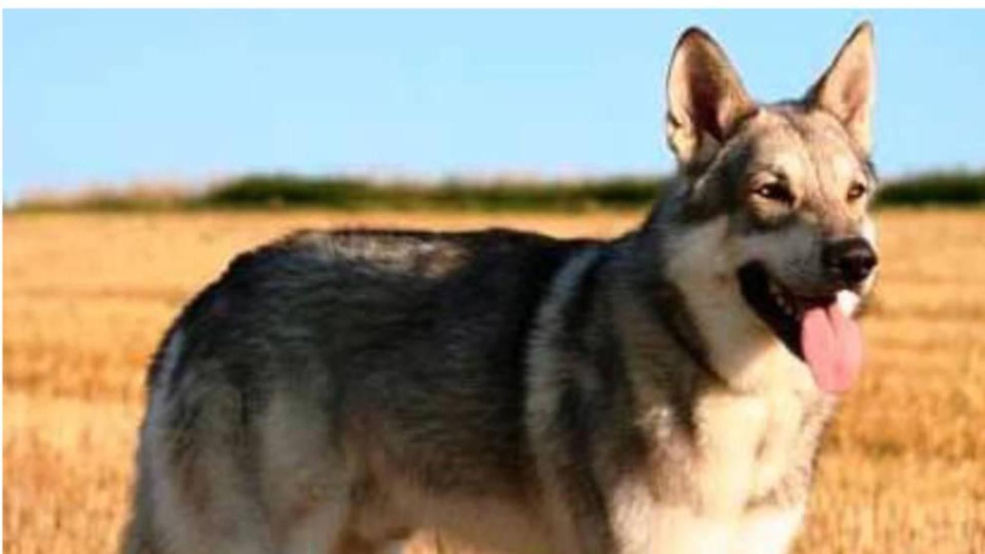 Perro lobo checoslovaco, similar al implicado en el ataque al menor