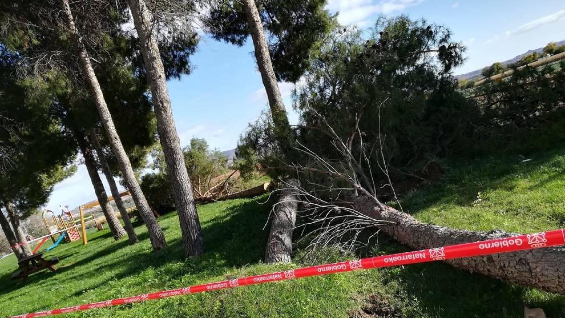 El viento derribó dos árboles en Ribaforada, en un parque tras la urbanización de la calle Campoamor.
