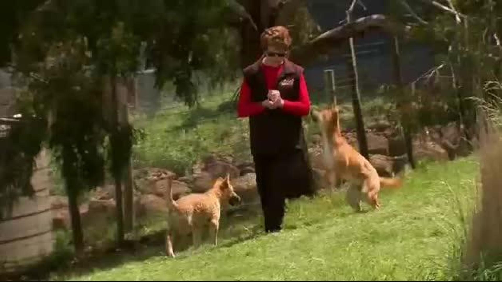 Este perro es un lobo
