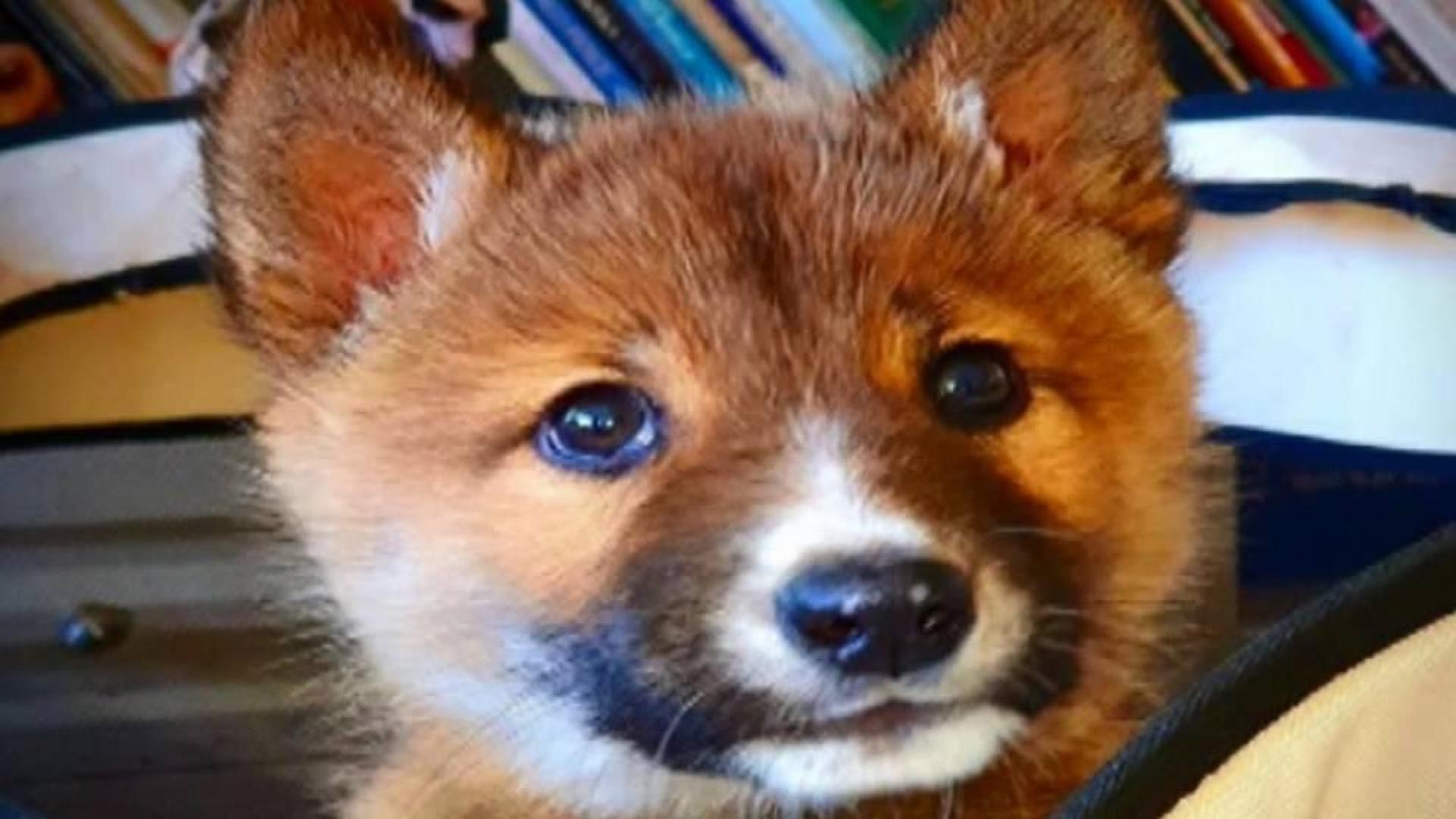 Adoptan un perro como mascota y resulta ser un lobo