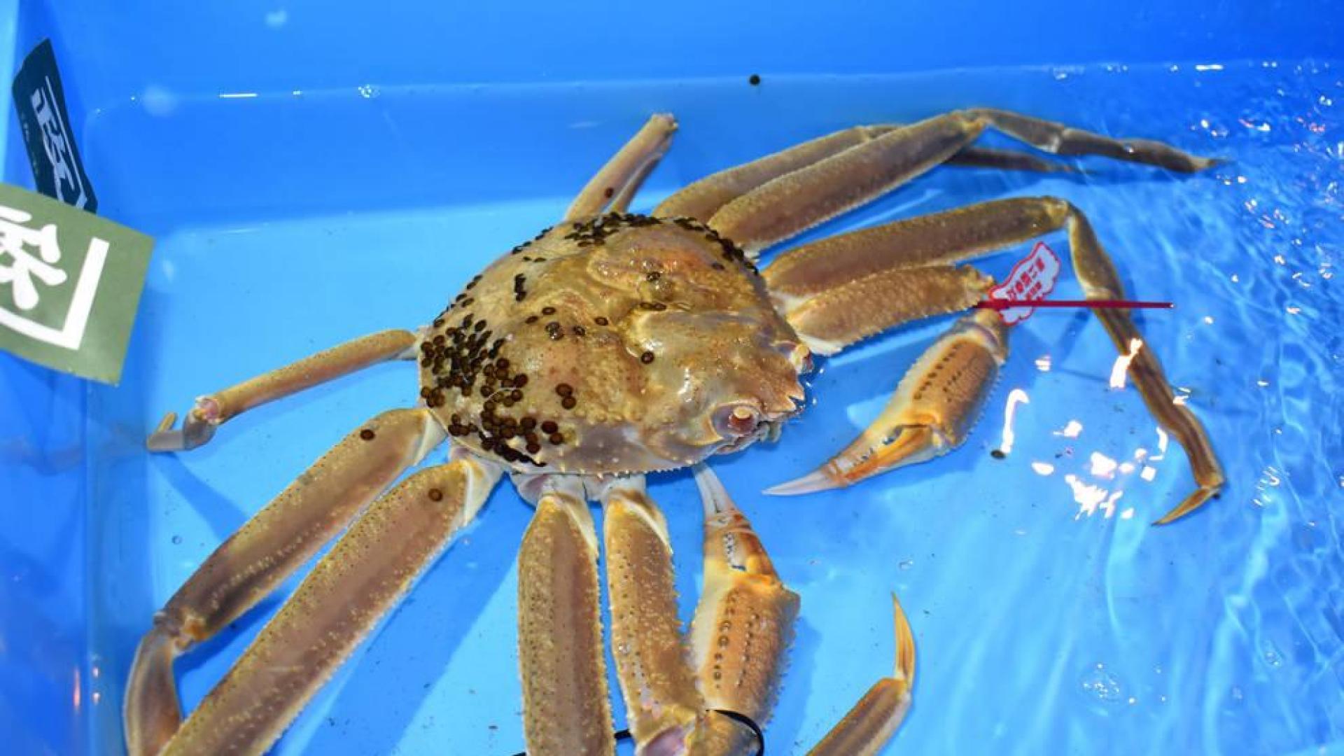 Subastan un cangrejo de las nieves de Japón por un precio récord de 41.600 euros