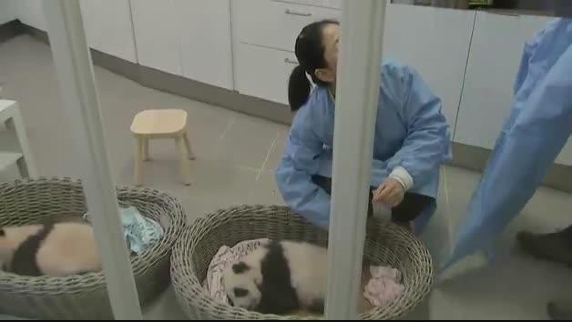 El zoo de Bélgica presenta a dos crías de panda