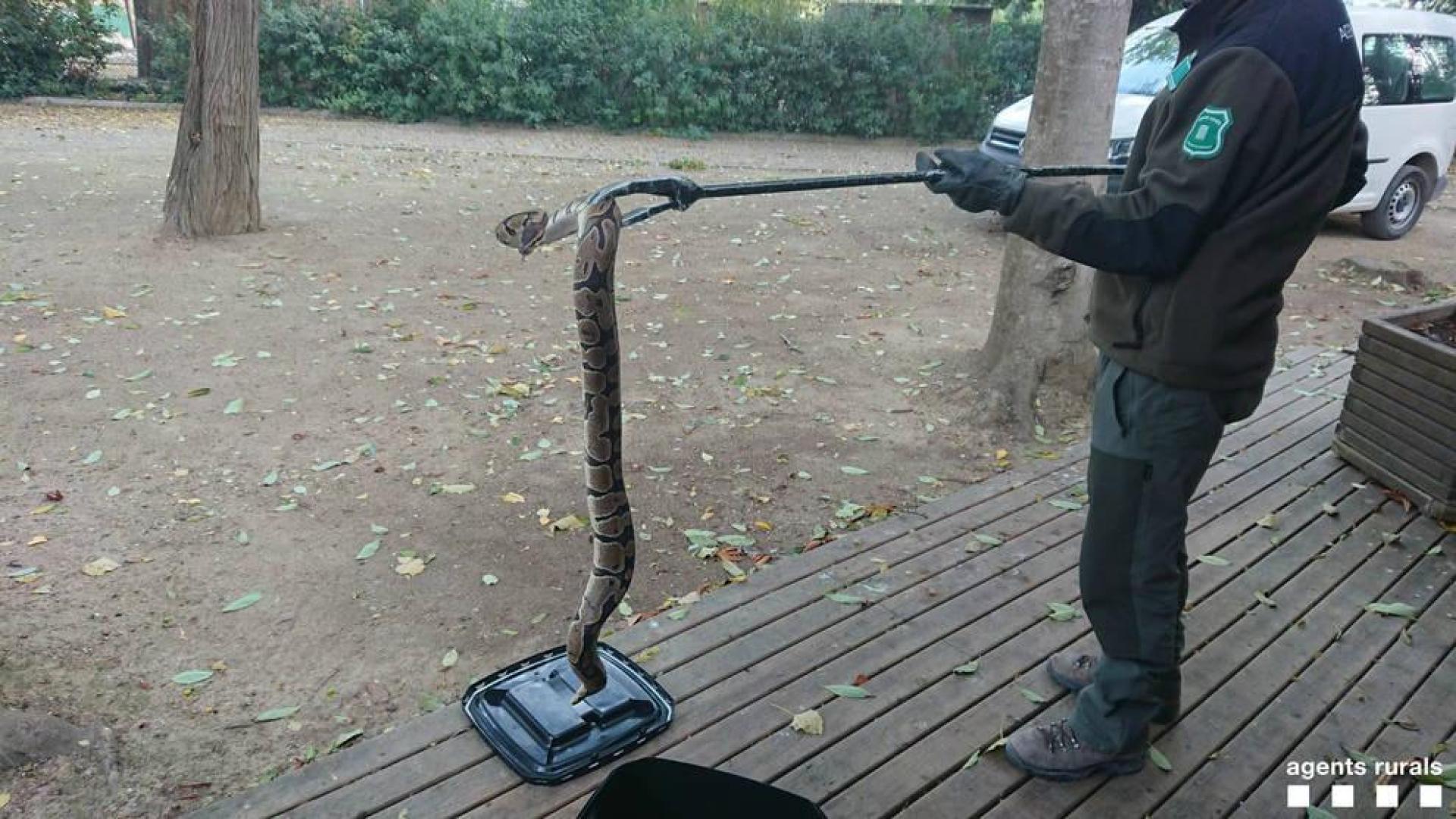 Un agente de los agentes rurales de la Generalitat sostiene la pitón.