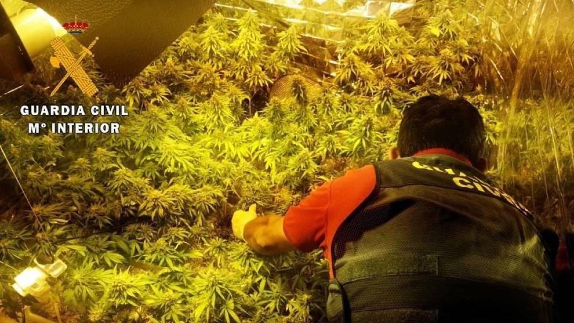 Localizado un cultivo con 253 plantas de marihuana en una vivienda de Almería