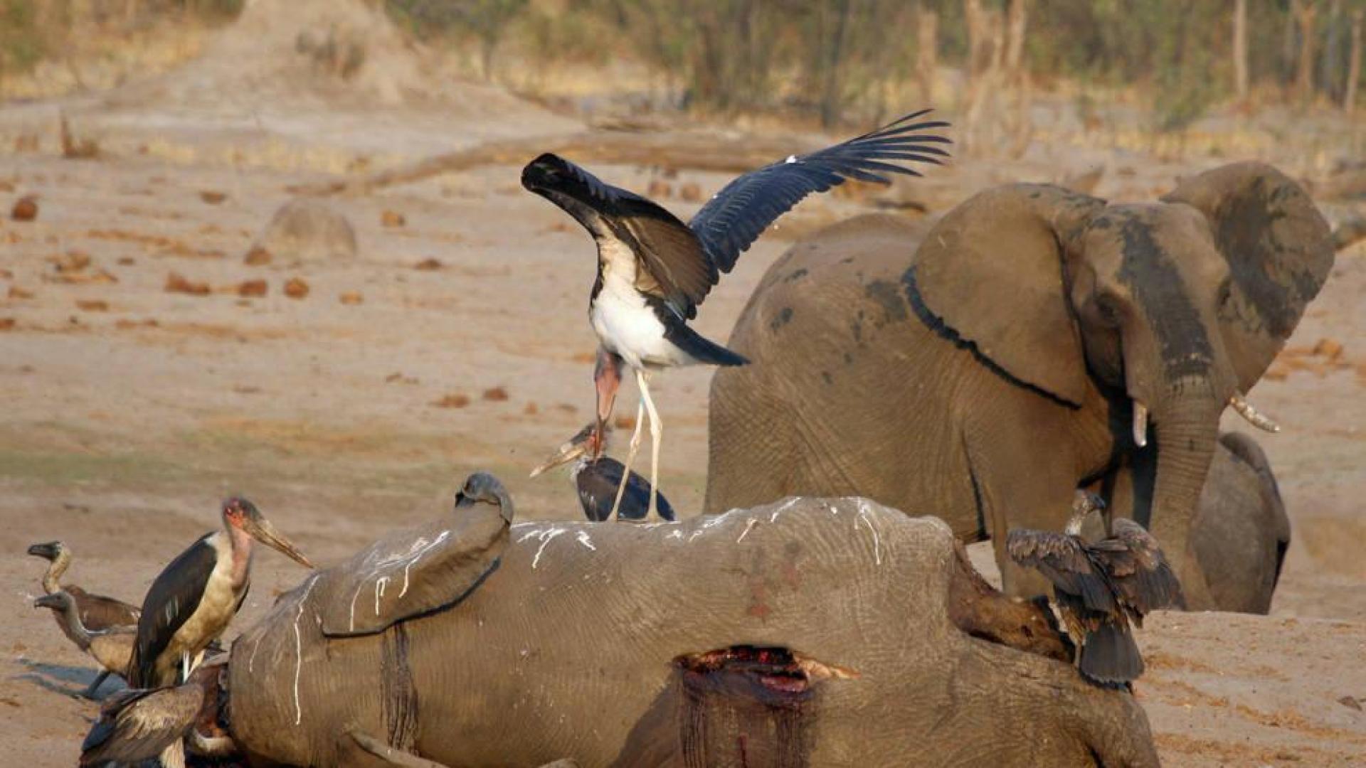 Al menos 200 elefantes mueren de hambre en el mayor parque de Zimbabue