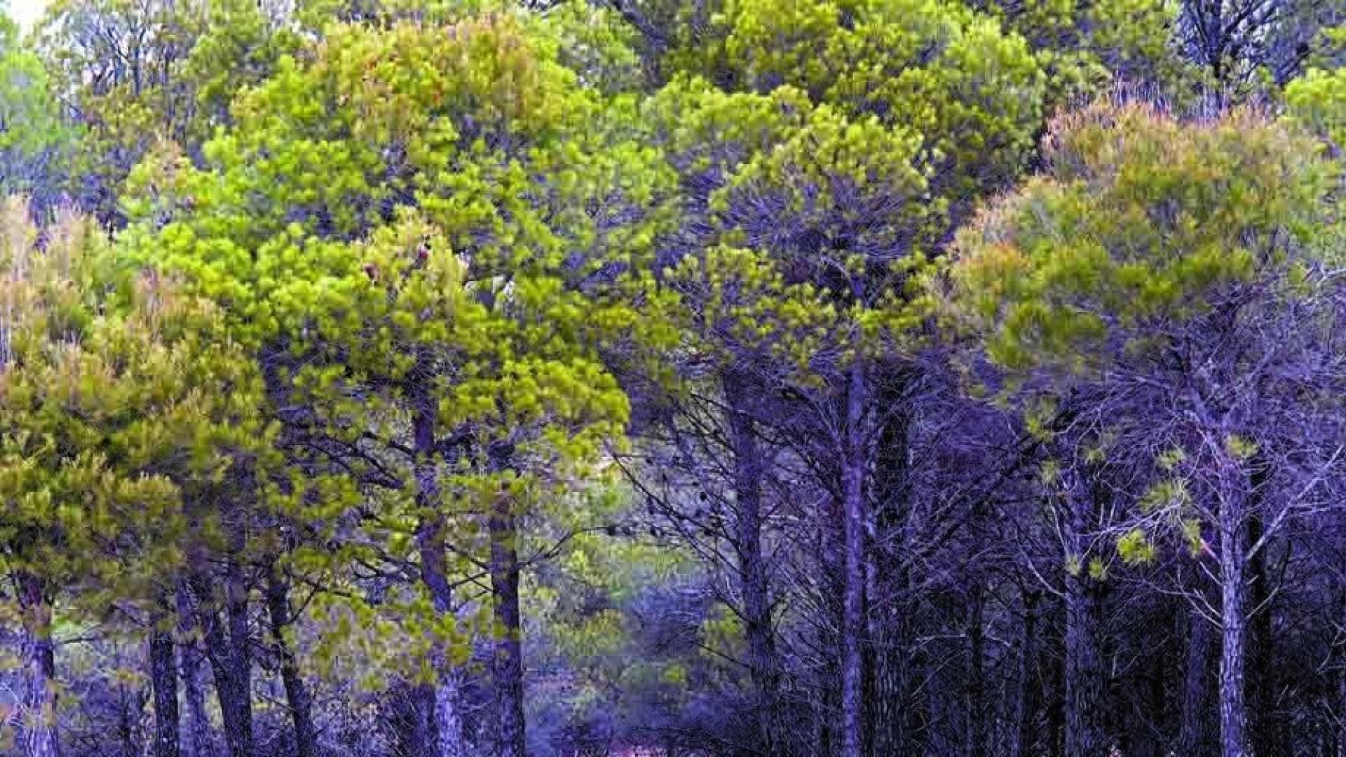 La tala de 75 ha de pinar en Lerín despierta críticas entre los vecinos