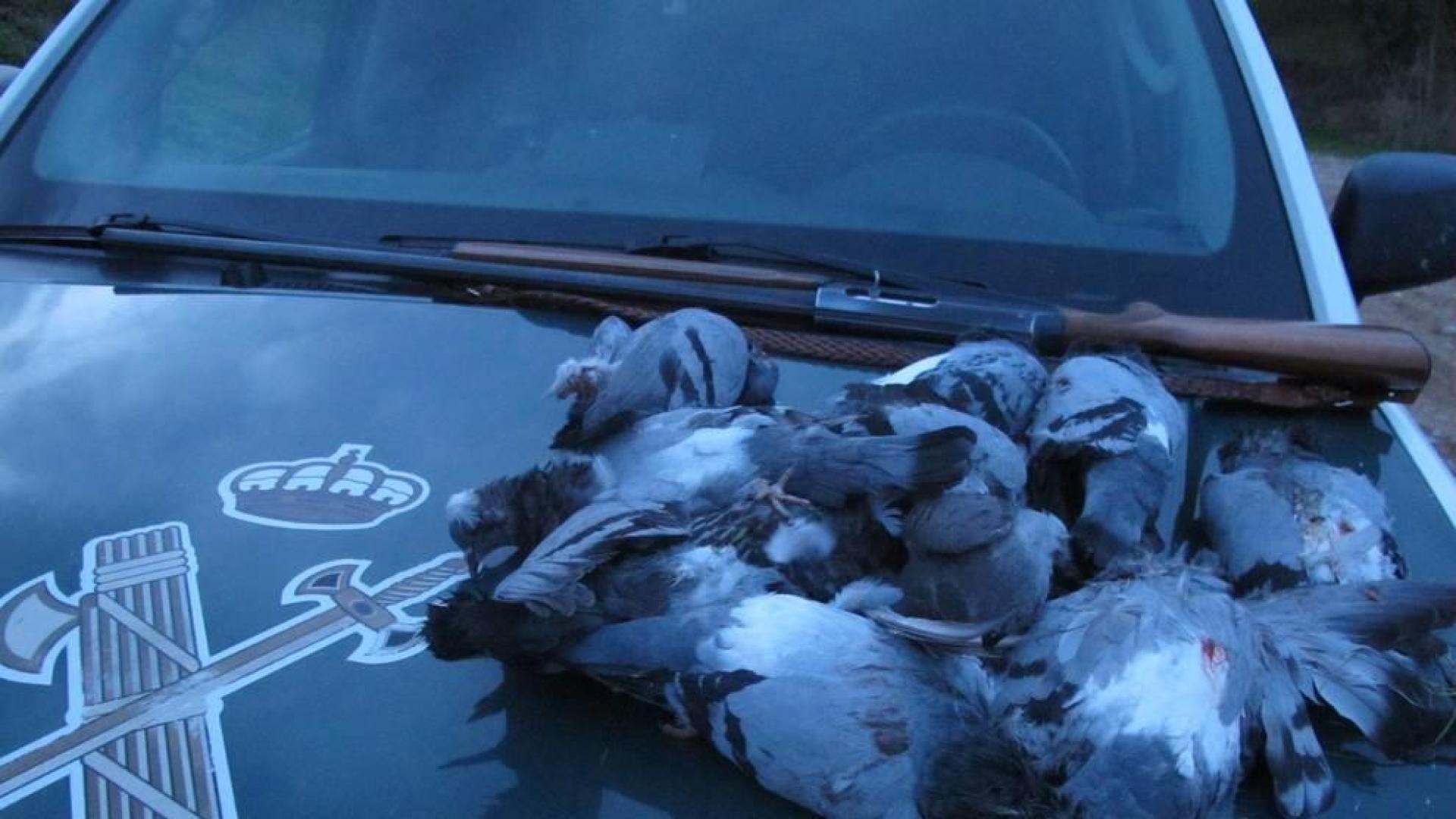 Denunciado por abatir palomas con una escopeta en Larraga