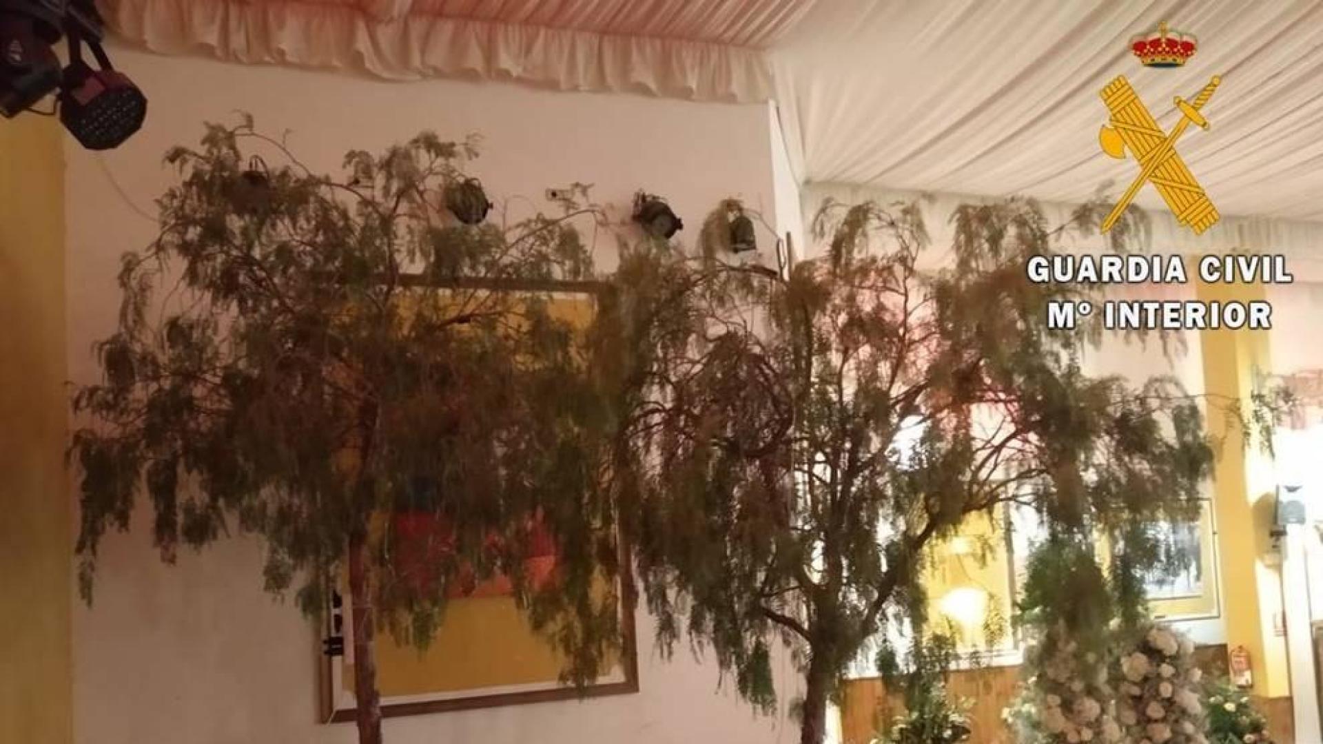 Investigado en Almería por cortar árboles en la calle para decorar un salón de bodas