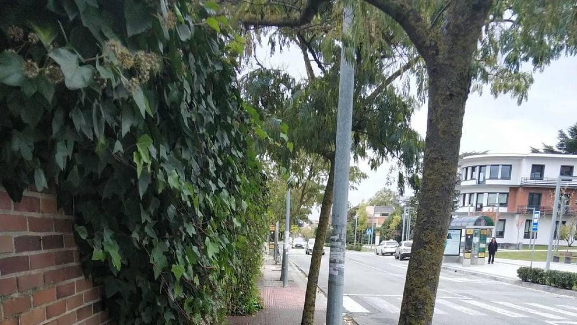 Quejas ciudadanas: hiedras que invaden la acera y coches en doble fila