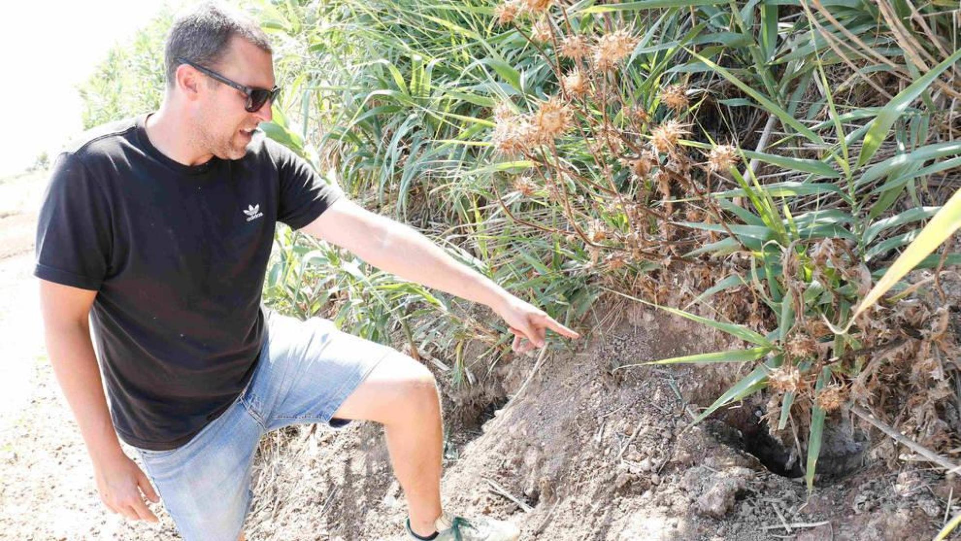 Los daños por conejos en cultivos de la Ribera superan los 1,2 millones este año
