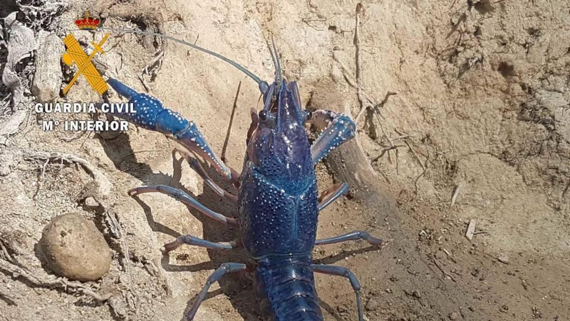 Encontrada en Cascante una especie invasora de cangrejo azul de Florida