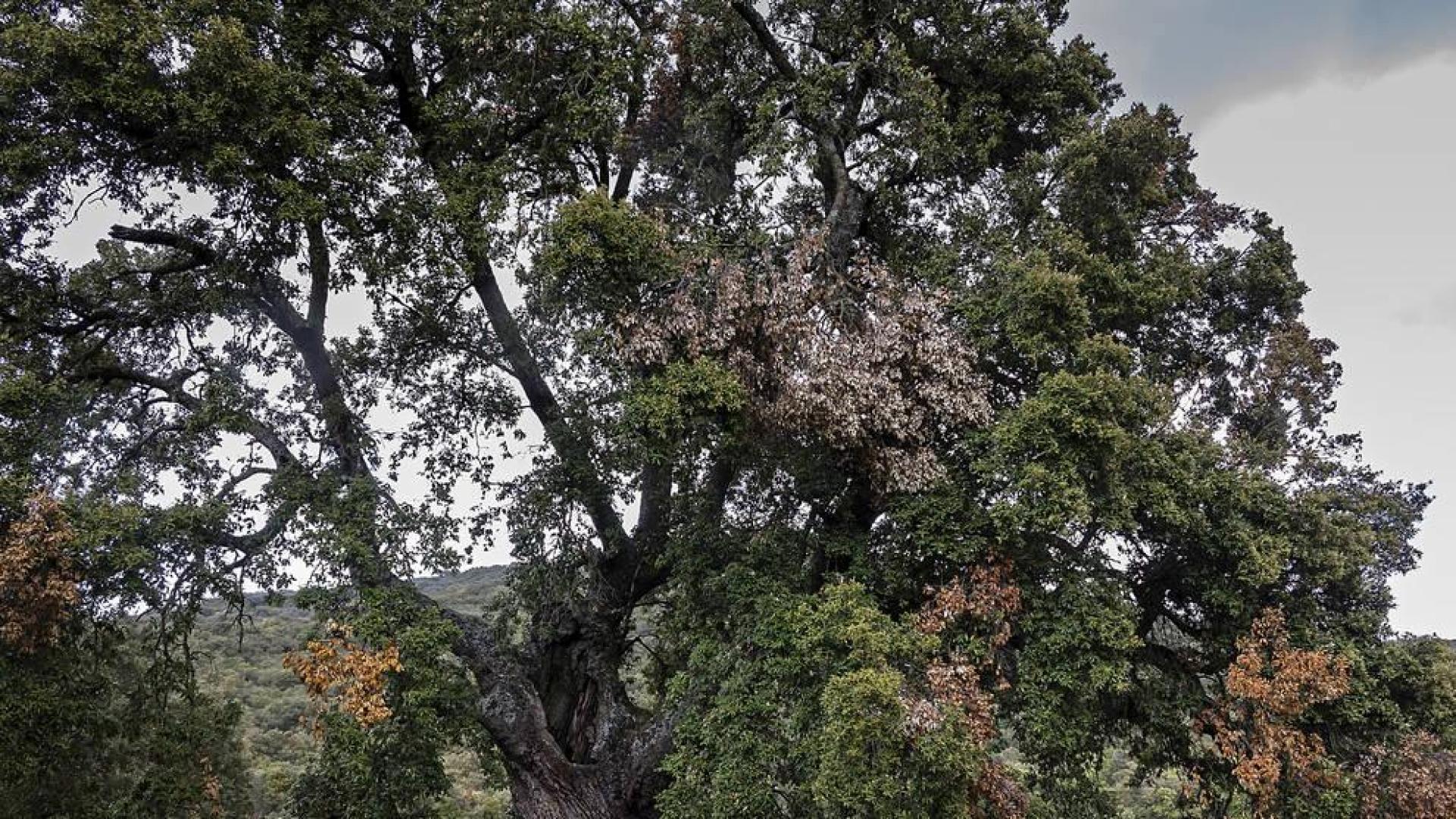 El encino de las Tres Patas de Mendaza opta a Árbol Europeo del Año