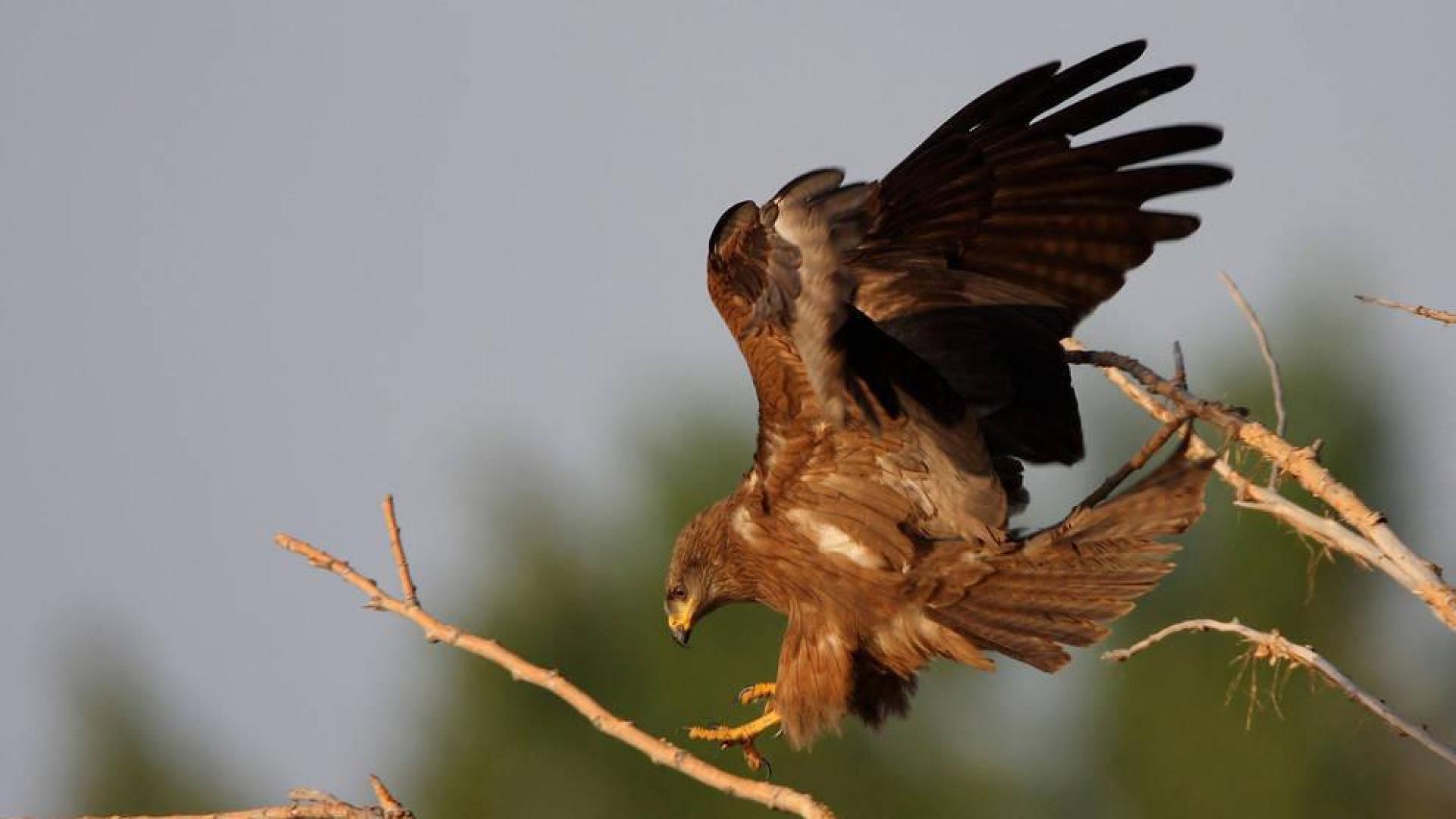 Montaña y Ribera suman once puntos de observación de aves