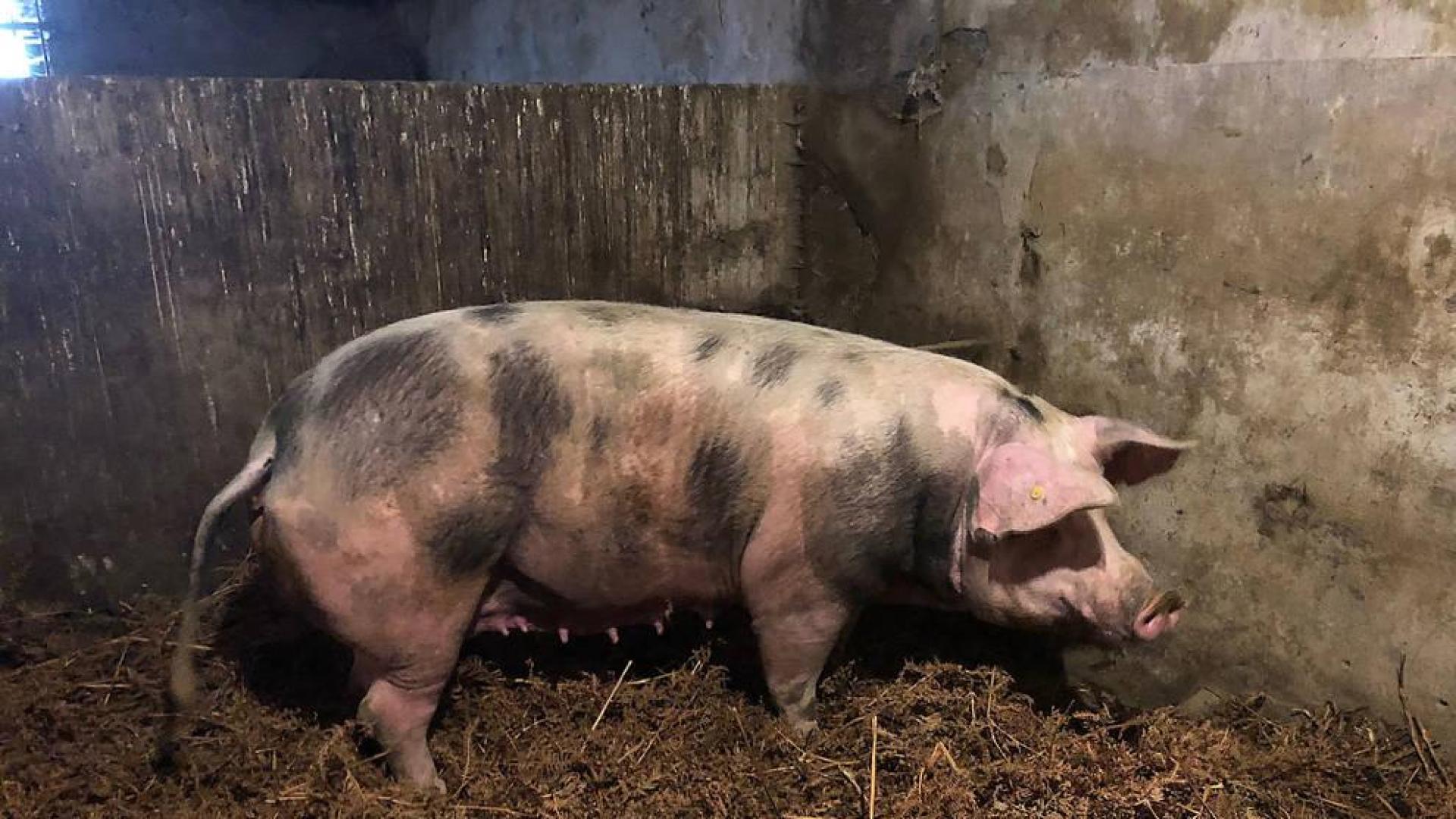 La cerda 'Ximona' se pone a dieta