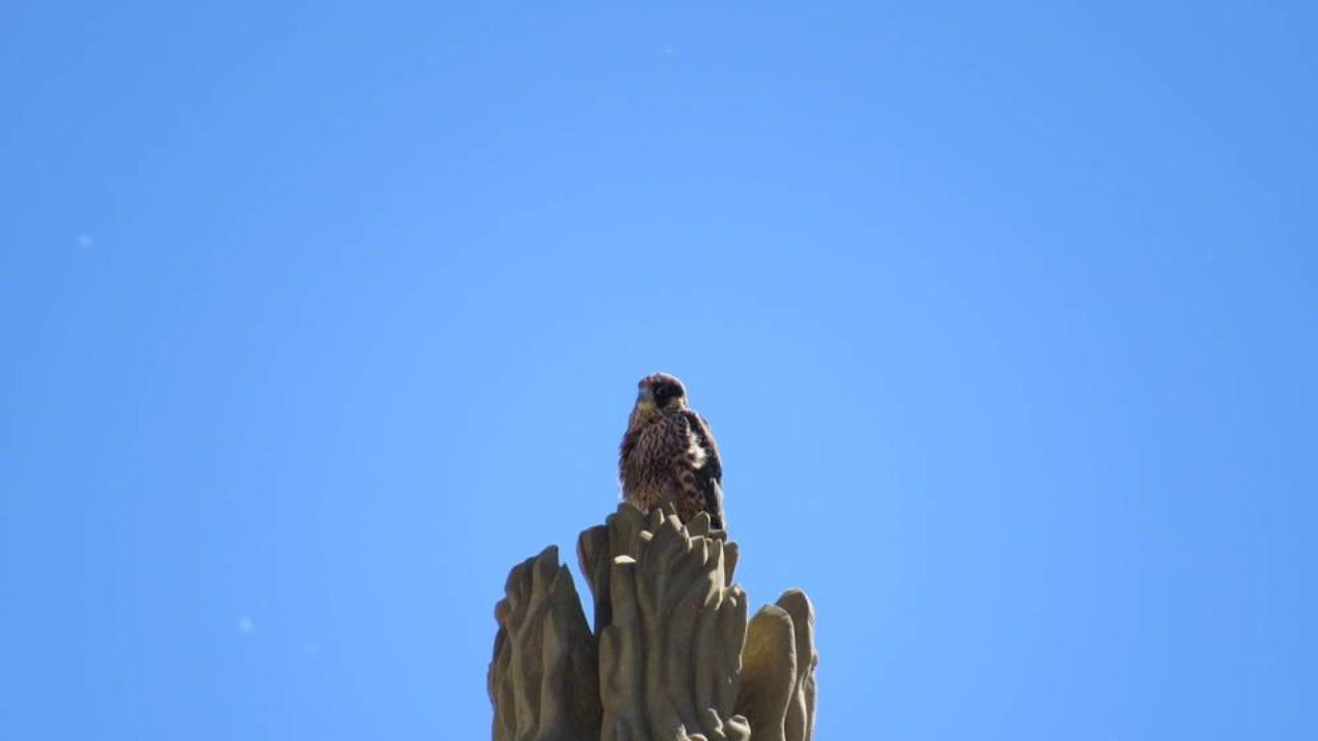 Así controla un halcón la población de palomas desde la catedral de Pamplona