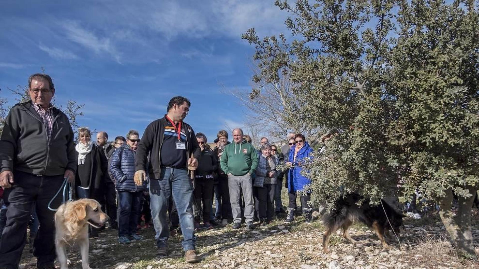 Una trufa excelente y abundante compensa campañas anteriores
