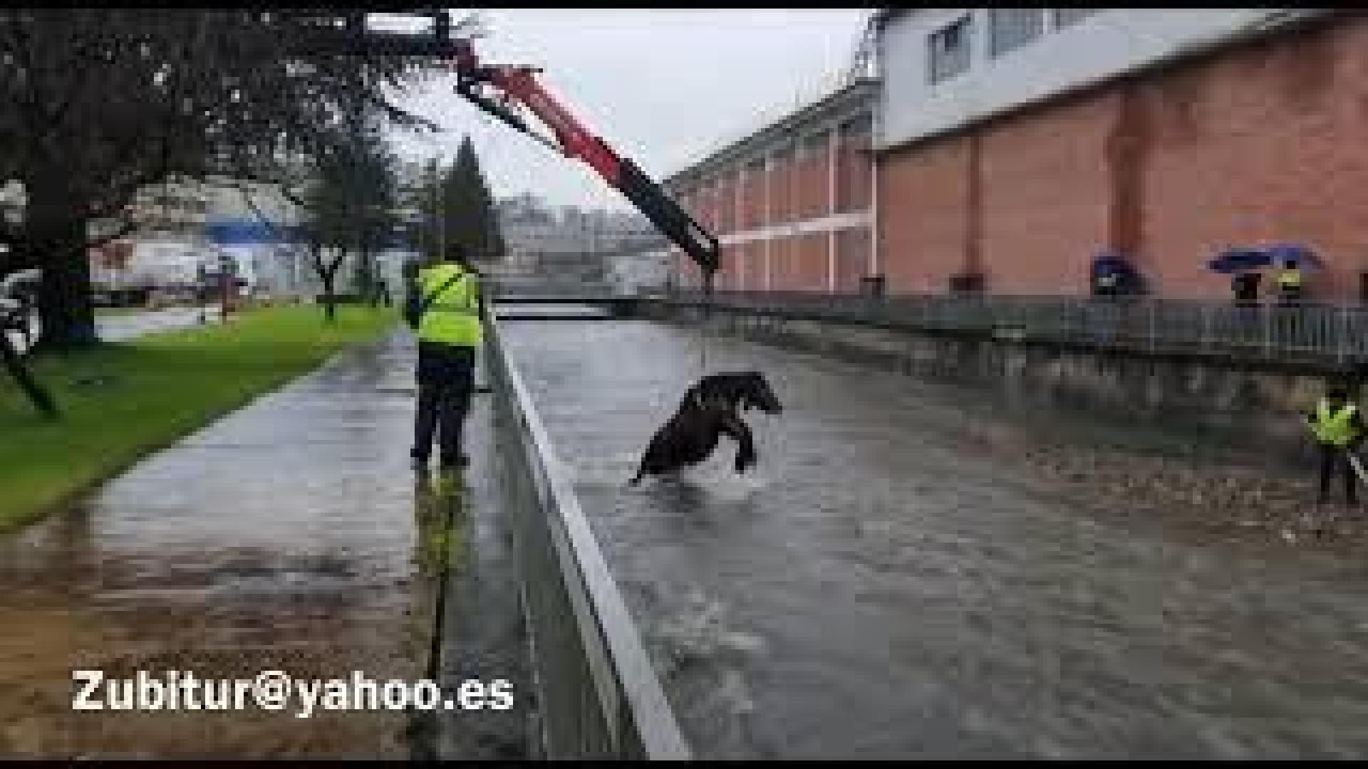 Rescatan a una yegua en el río de Leitza (Navarra)