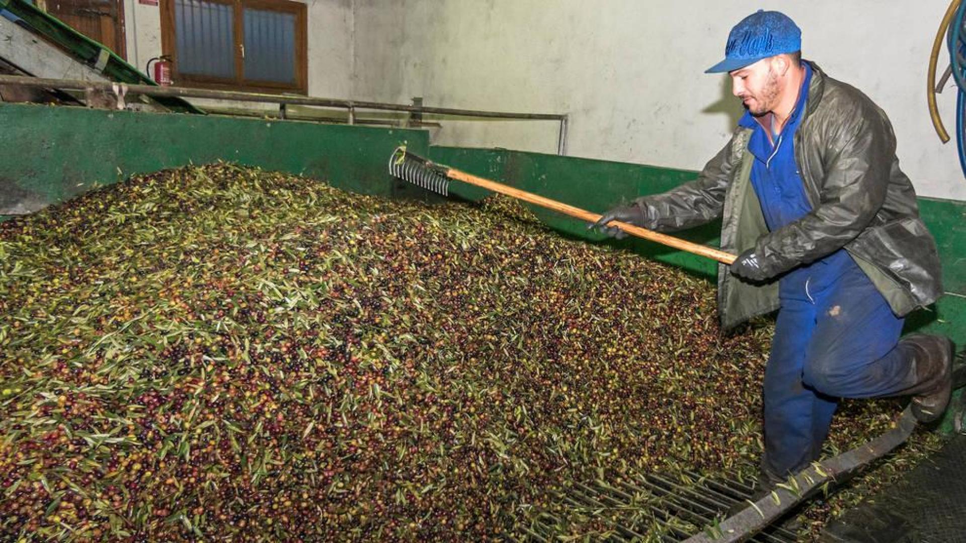 Cinco semanas de recogida de oliva dejan lista la campaña en Mendía