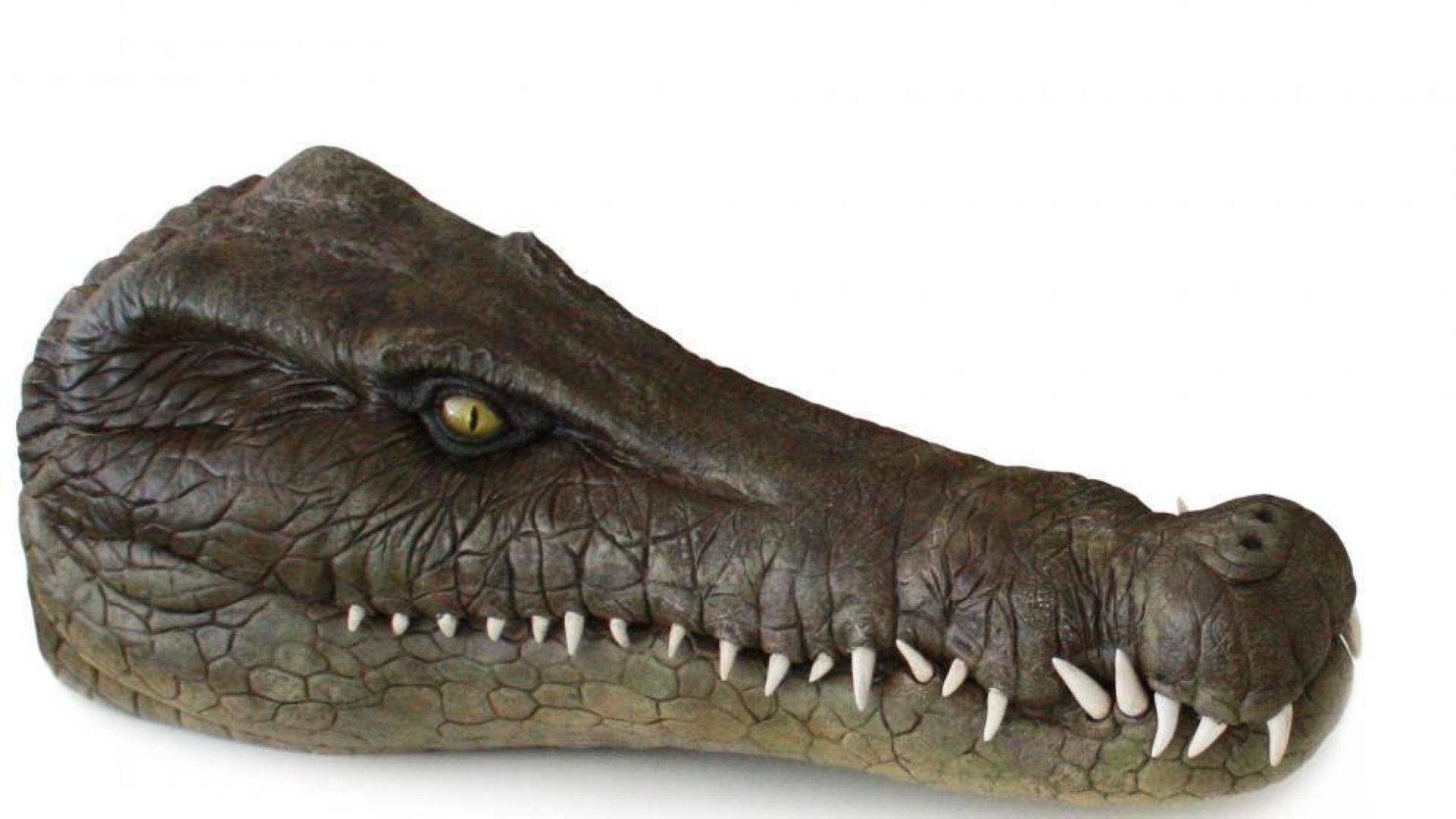 Hallado en Galve (Teruel) un cocodrilo acuático de hace 125 millones de años