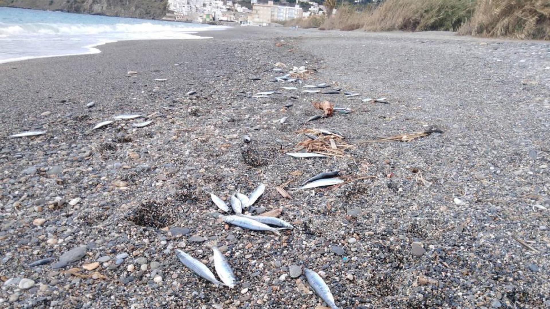 Peces muertos en la playa de El Peñón, de Salobreña (Granada).