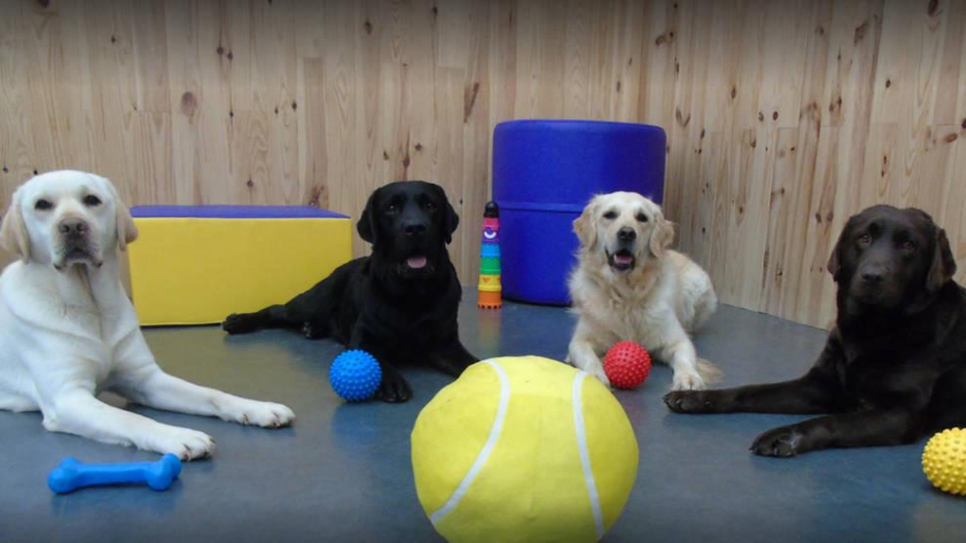 Perros de asistencia.