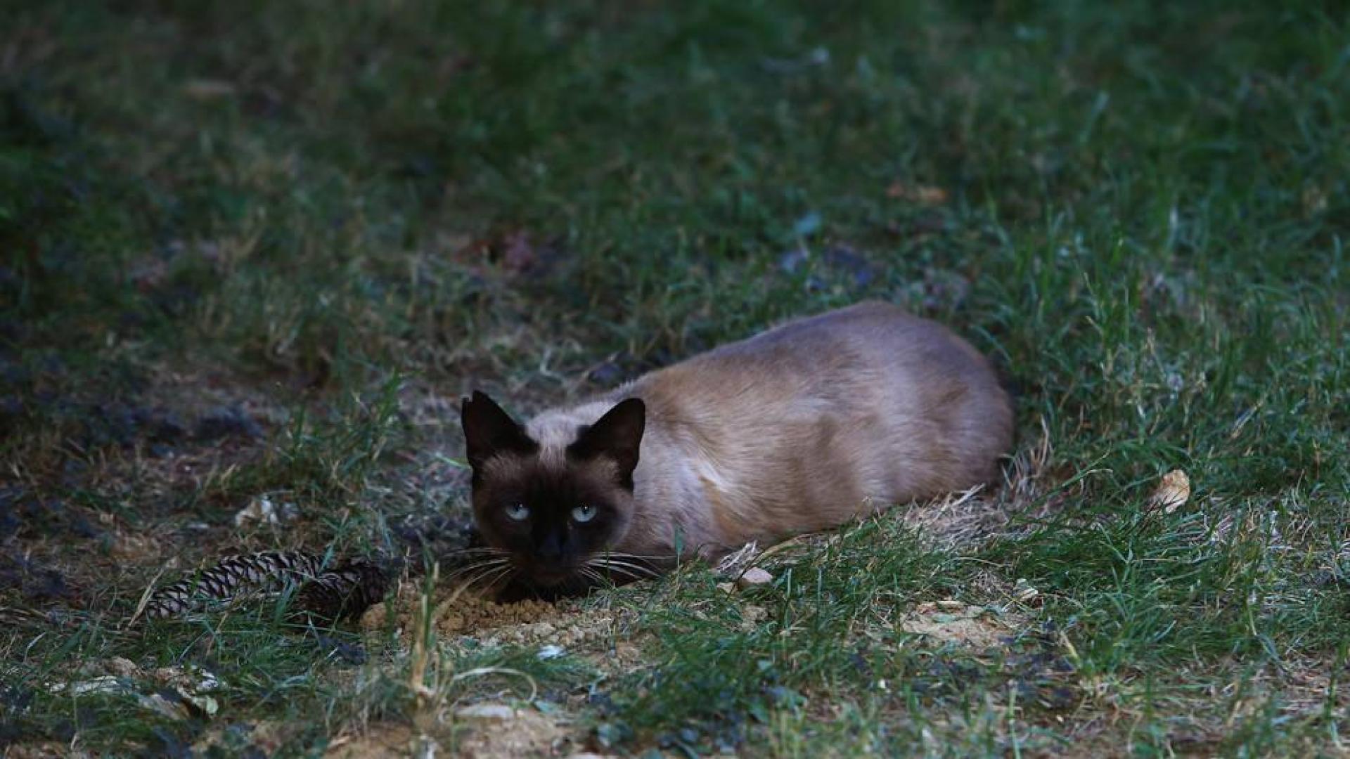 La multa de la colonia felina de la Txantrea