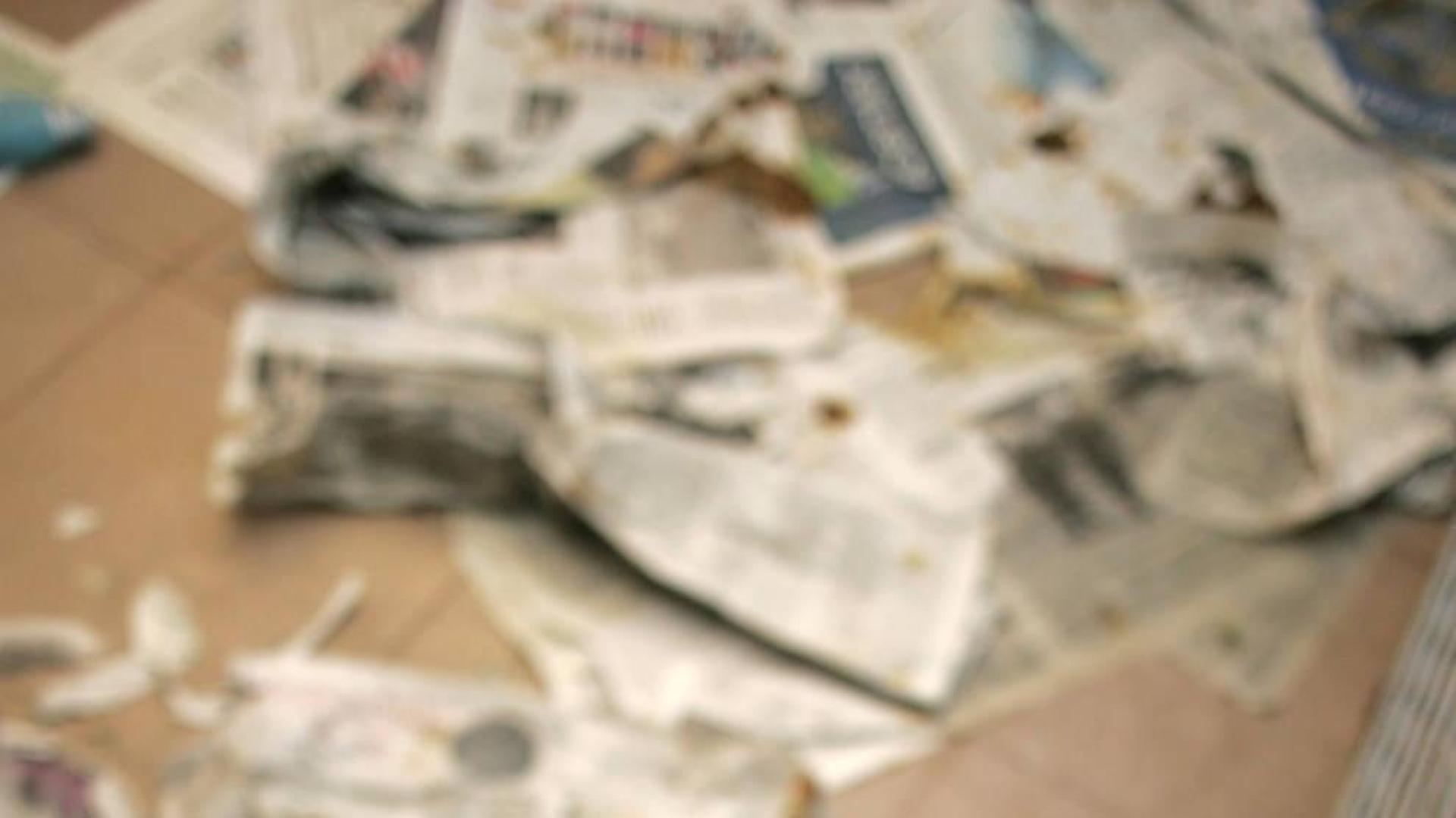 Cachorros en la Protectora de Animales de Navarra.