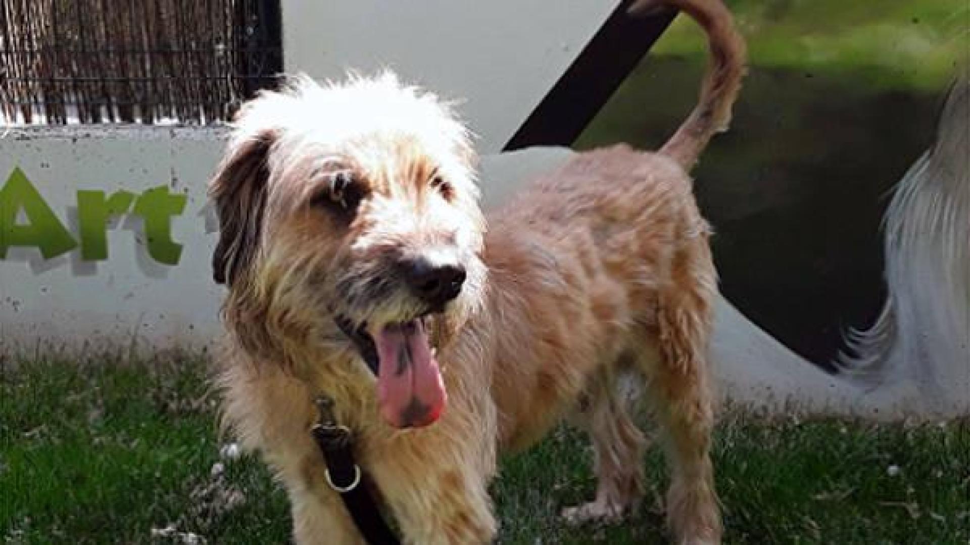 El Centro de Atención de Animales cuenta con 25 perros y 7 gatos para ser adoptados