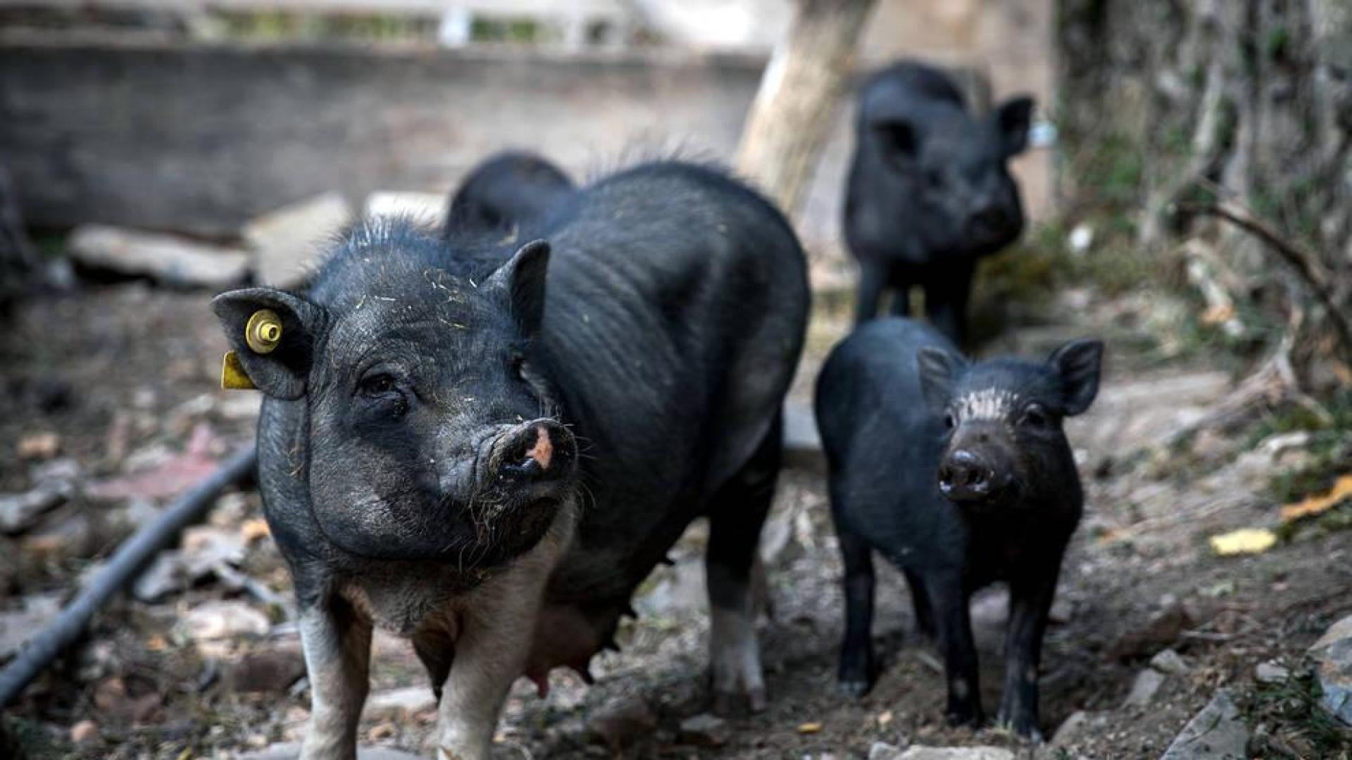 Dos detenidos en Valladolid por golpear con una maza a un cerdo vietnamita