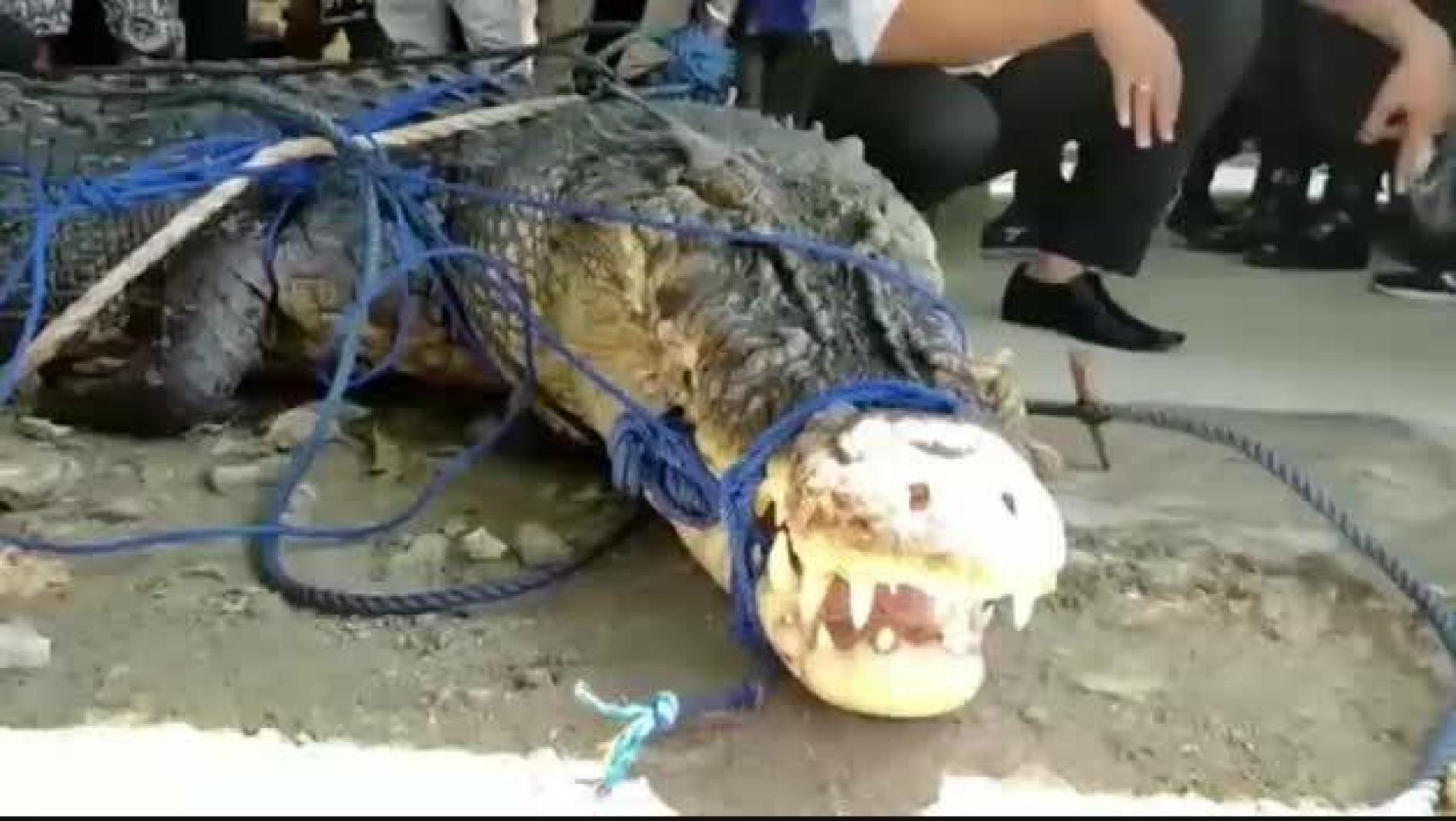 Atrapado un cocodrilo que pudo matar a cinco personas en Indonesia