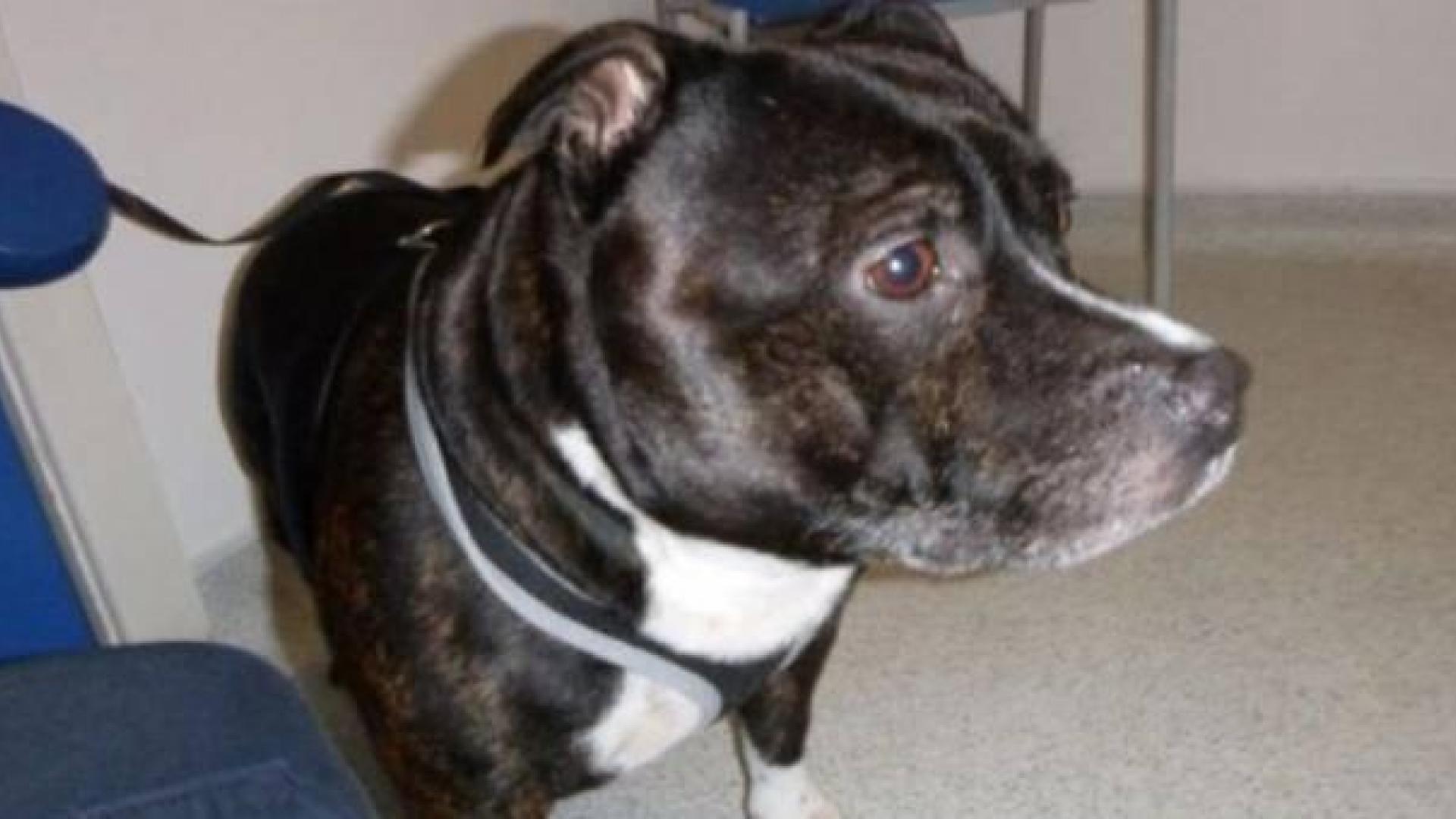 Un perro abandonado conmueve Inglaterra