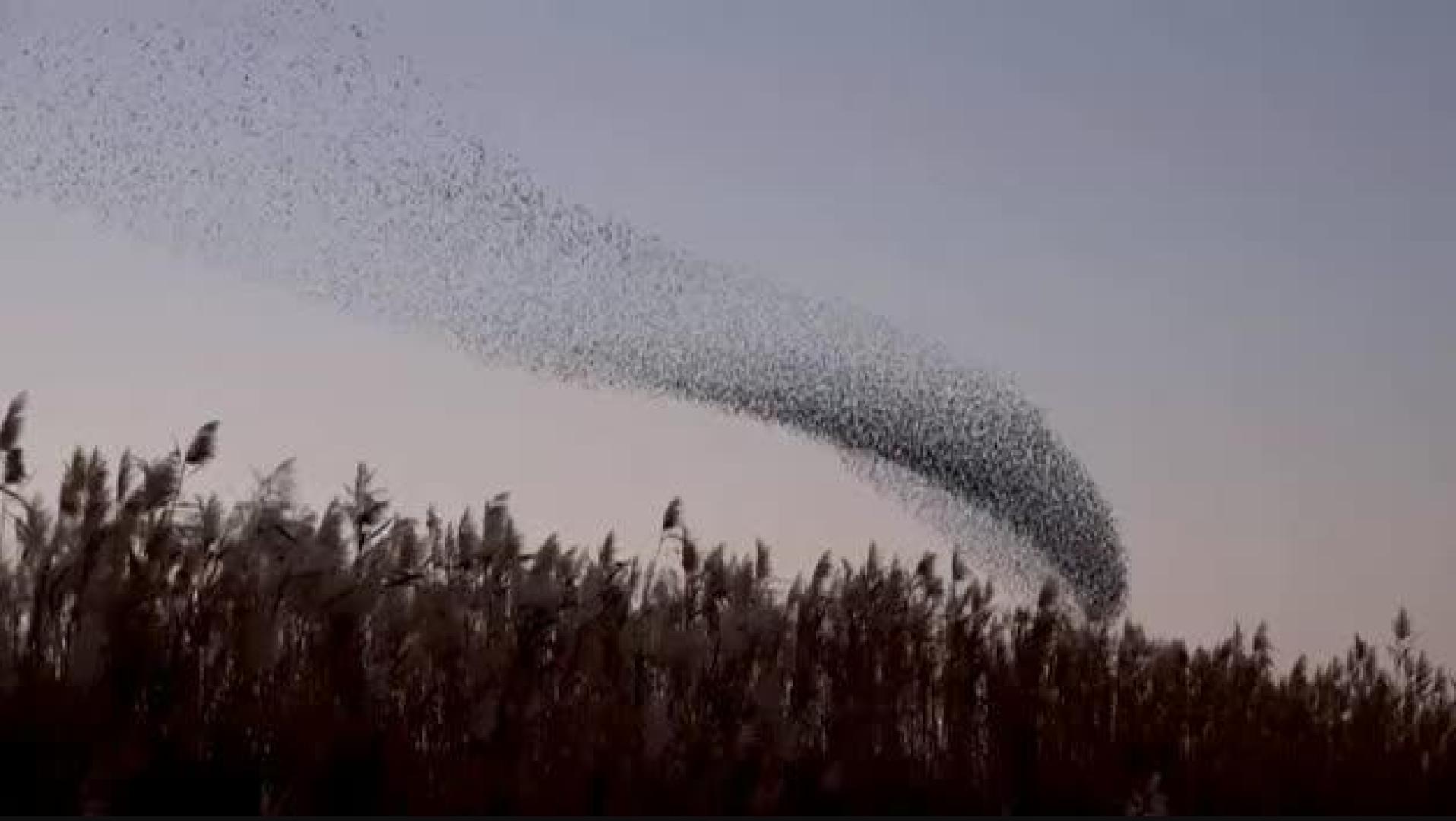 El espectacular vuelo sincronizado de los estorninos