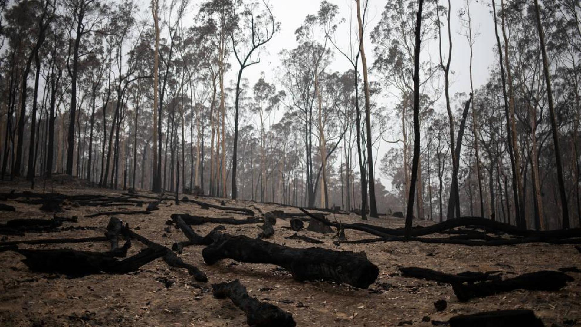 Troncos de árboles quemados en un incendio de Australia.