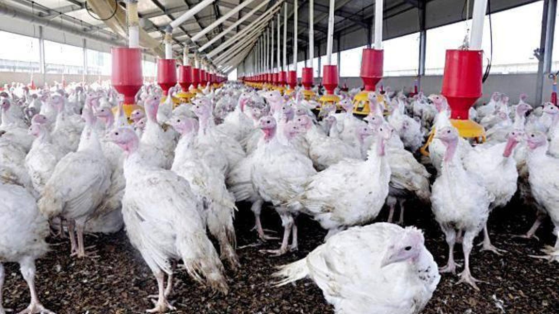 Sacrificarán 53.000 pavos en Hungría en el primer brote de gripe H5N8 desde 2017