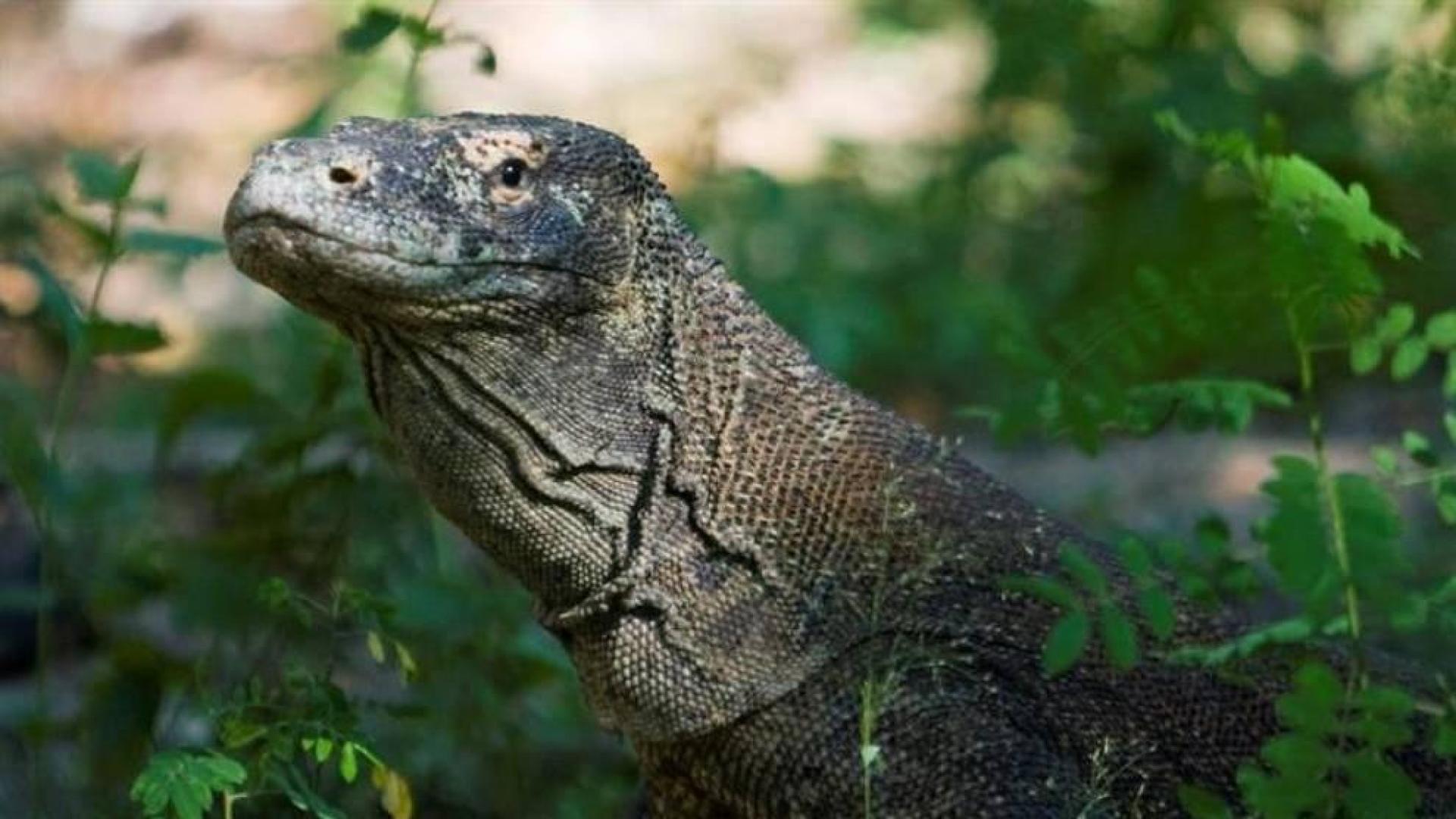 Indonesia cerrará la isla de Komodo para proteger a sus dragones autóctonos