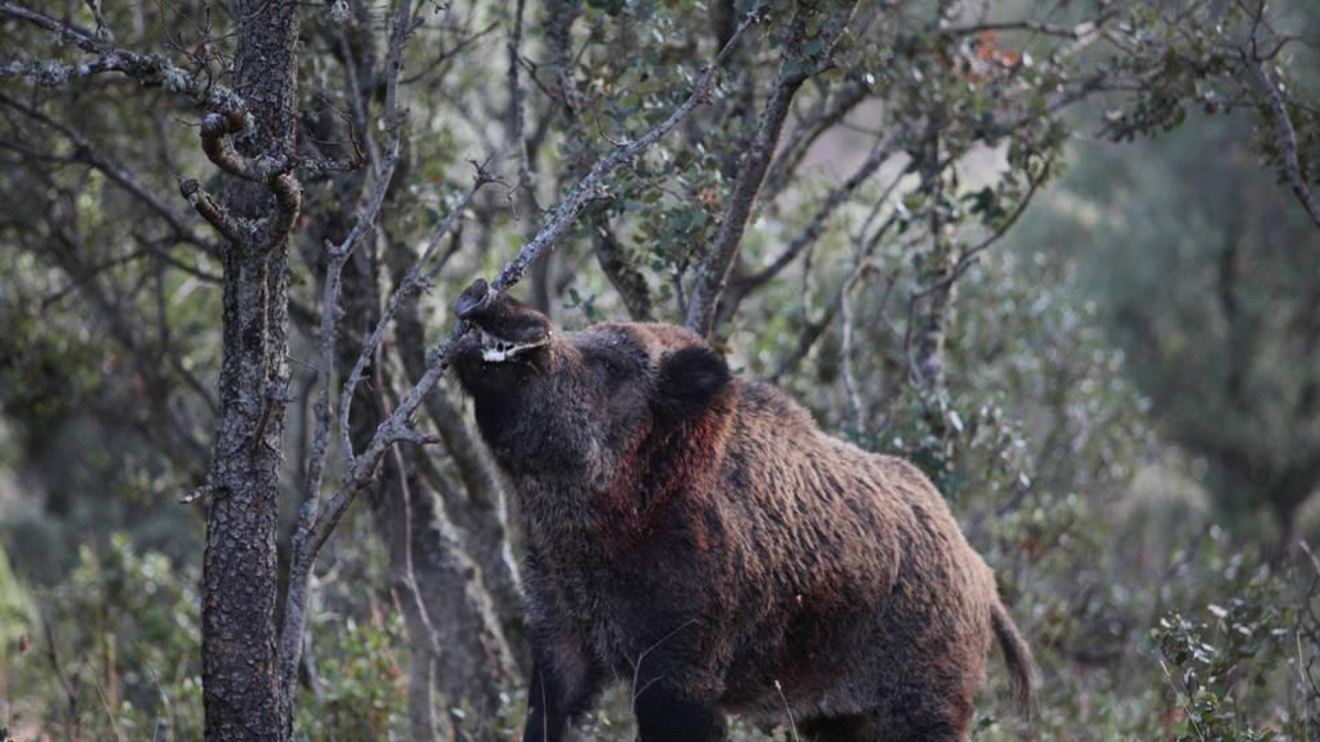 Civivox Iturrama acoge este viernes las Jornadas de Caza y Naturaleza de ADECANA