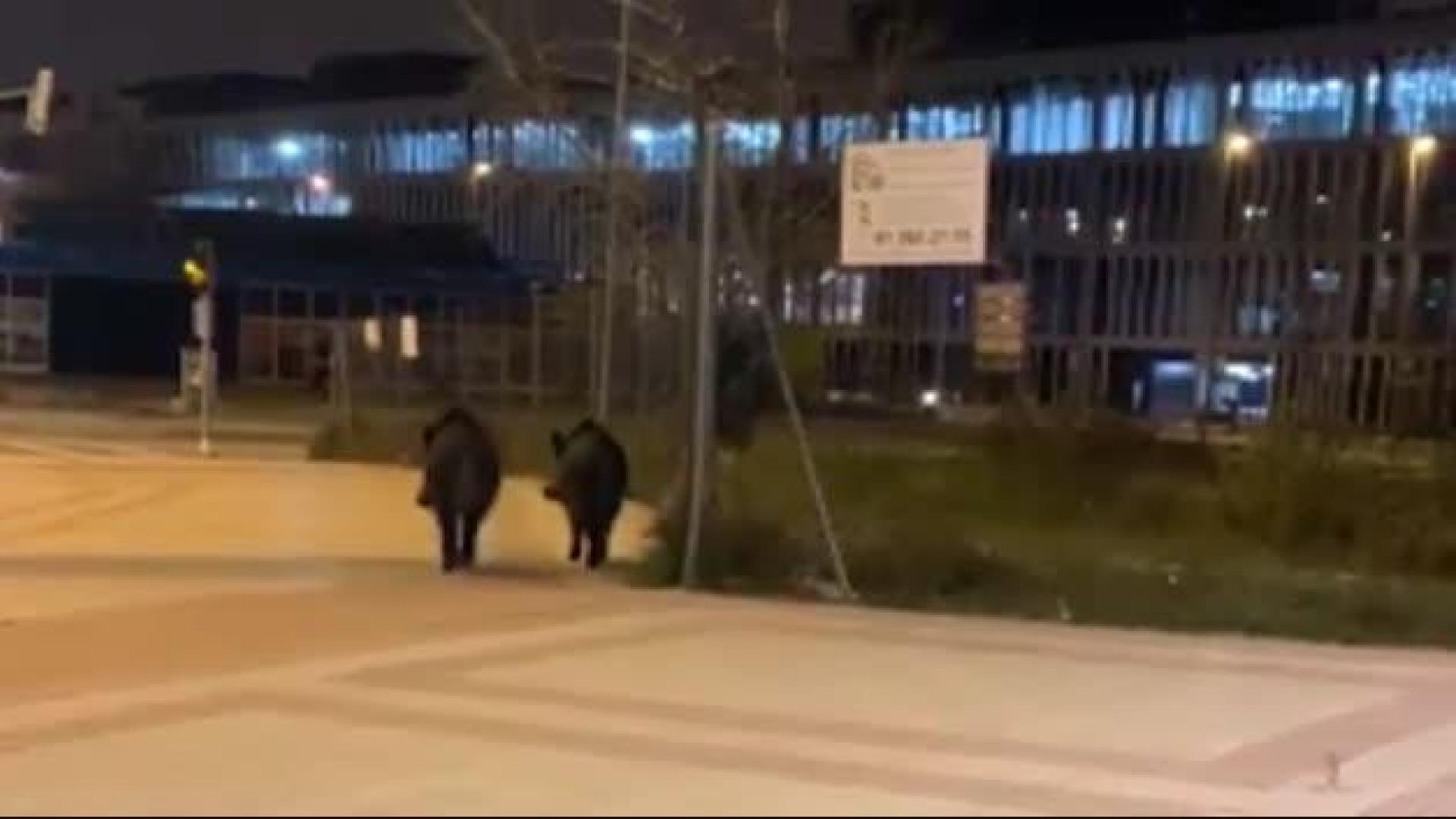 Jabalíes y conejos en los barrios del norte de Madrid