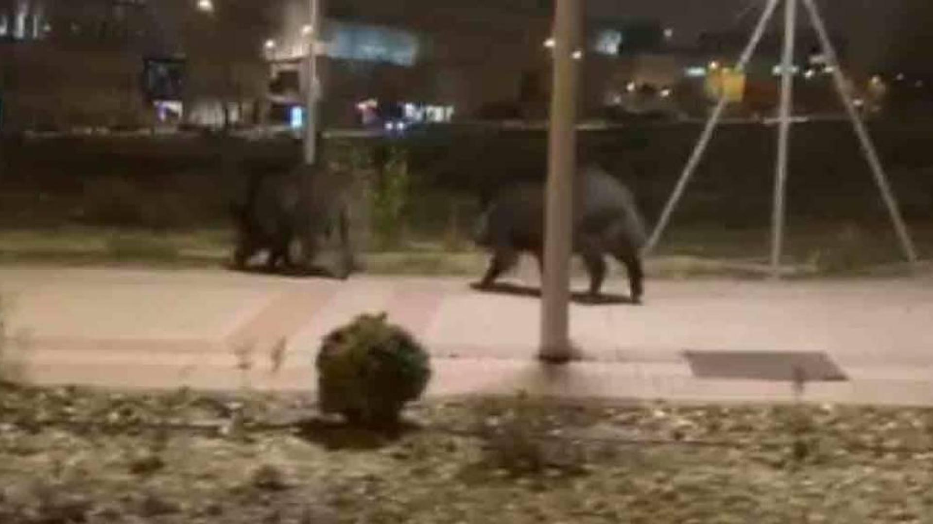 Jabalíes y conejos en los barrios del norte de Madrid