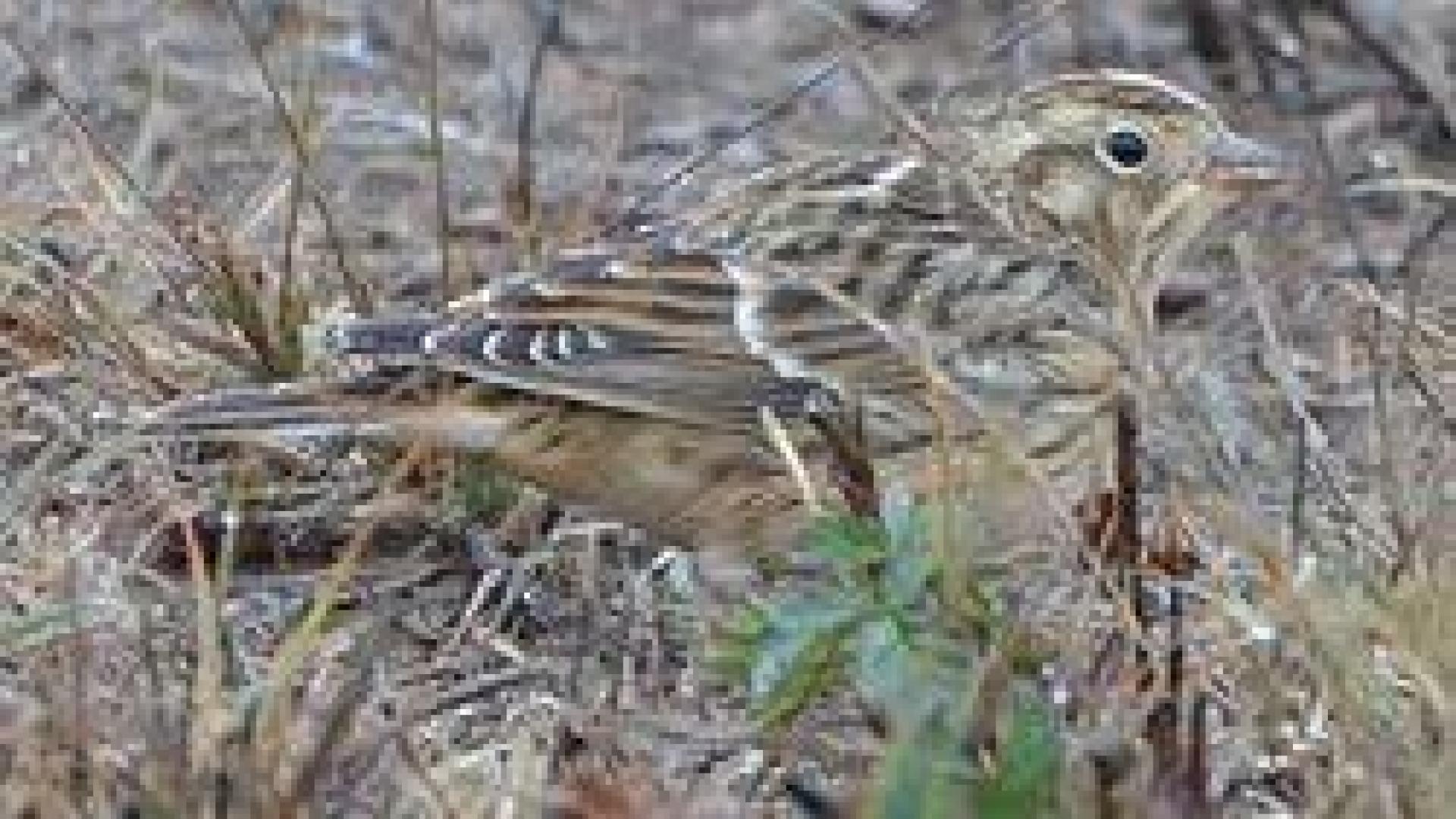 El escribano de Smith (Calcarius pictus)