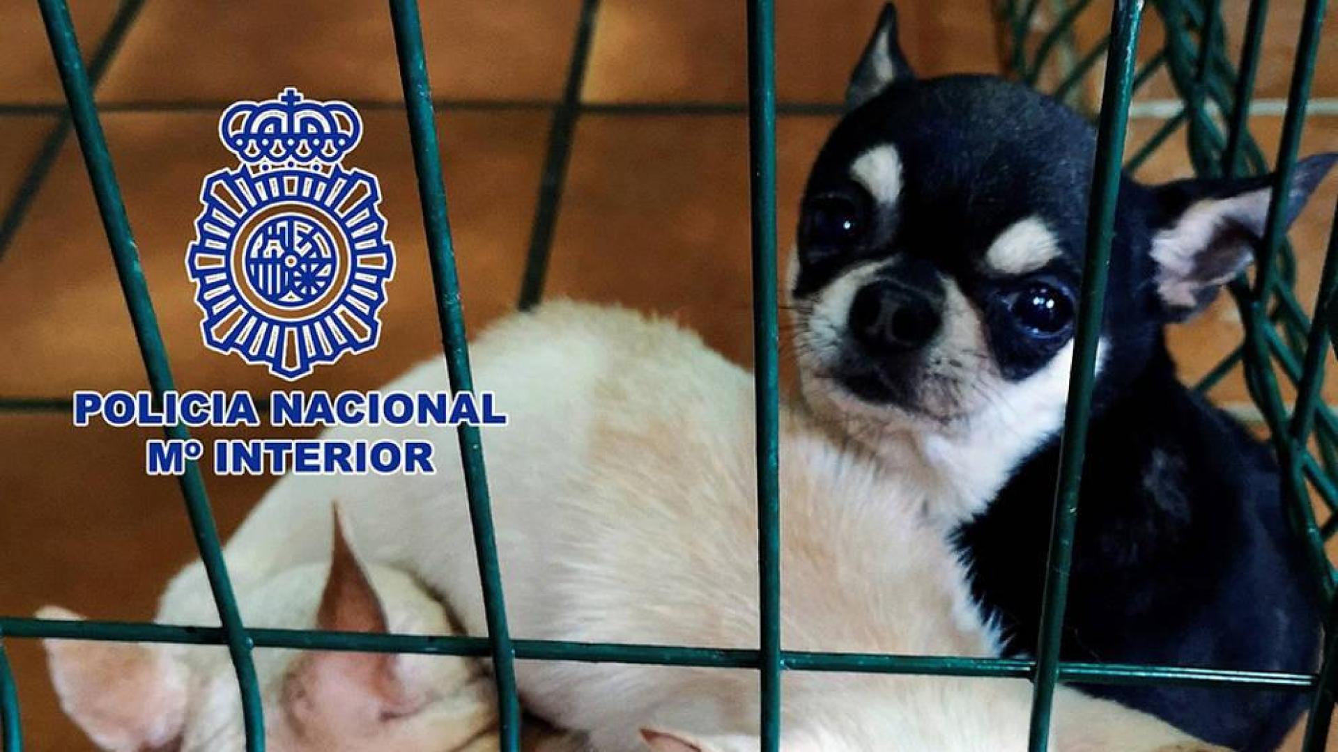 Detenidos dos veterinarios en Madrid y rescatados 270 chihuahuas mutilados