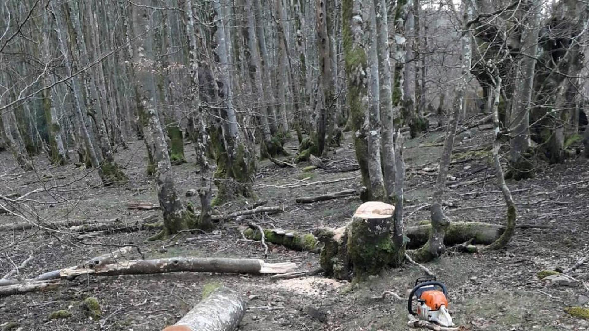 Denunciado al ser sorprendido talando hayas en el parque natural de Bértiz