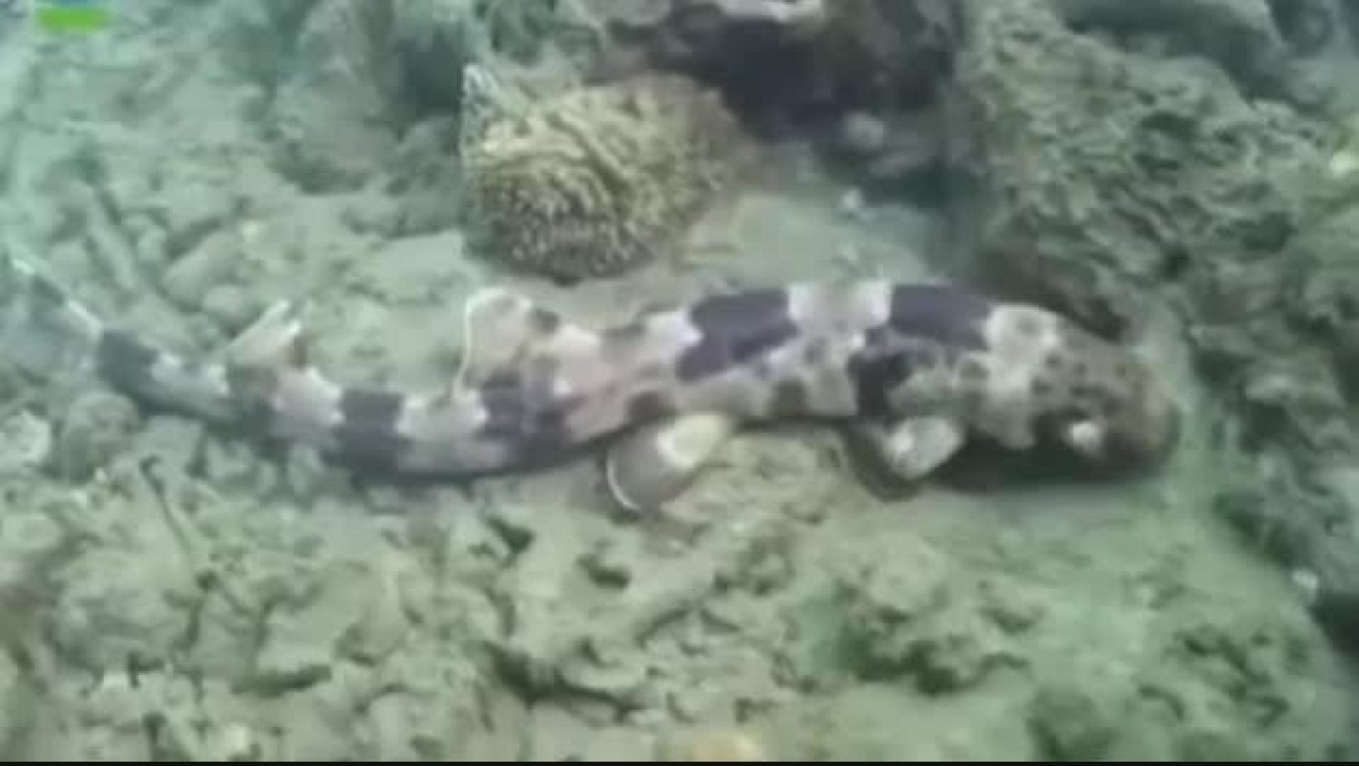 Descubren en Australia cuatro nuevas especies de tiburón