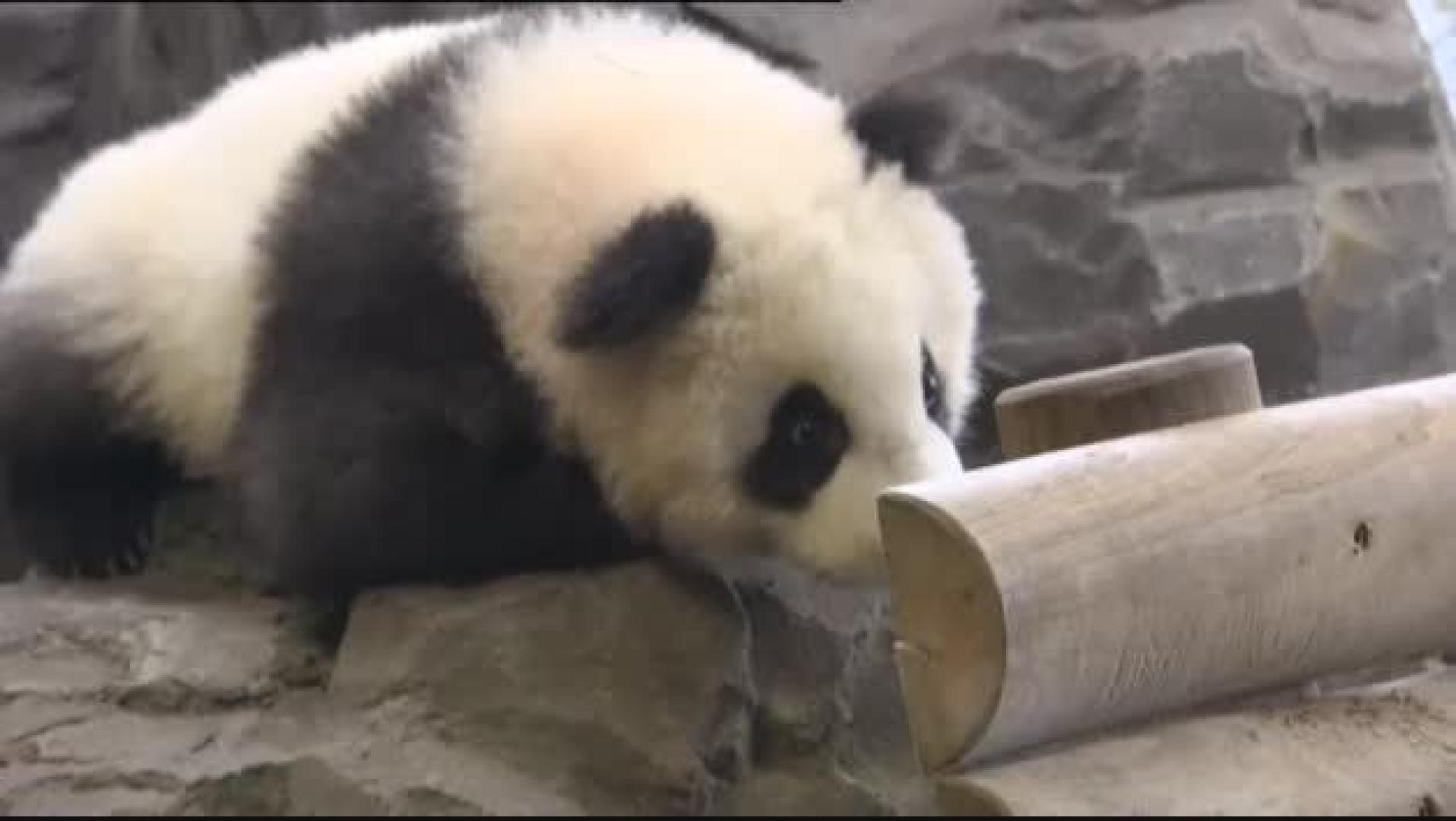 Vídeo: El zoológico de Berlín presenta al público sus dos crias de osos panda nacidos en agosto