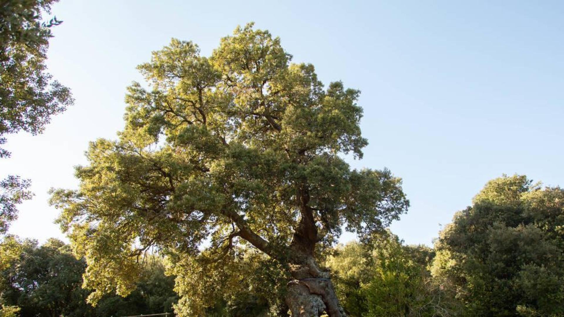 El Encino de las Tres Patas, una milenaria encina de Mendaza votada como Árbol Español de 2020, puede convertirse en el 'Árbol Europeo del Año' en una competición en la que se enfrenta a 17 ejemplares de otros tantos países europeos.